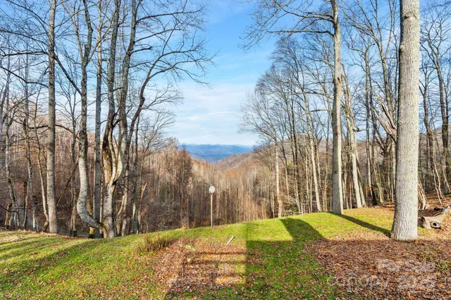 a view of a yard with plants and a trees