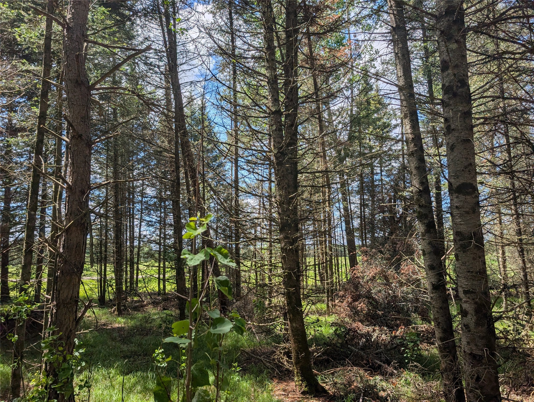 Lot 4 Main Road Minong, WI 54859 - Photo 19 of 19