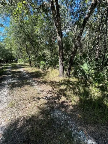 a view of a yard with plants and trees