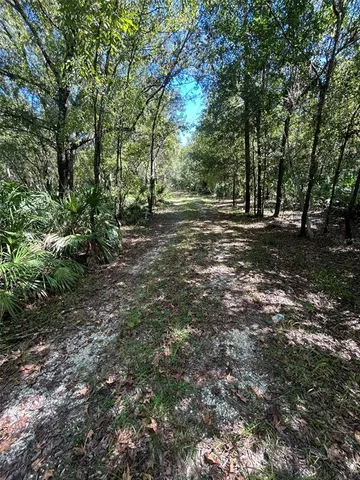 a view of a forest with trees in the background