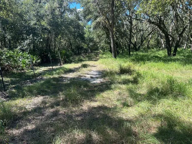 a view of a lush green forest