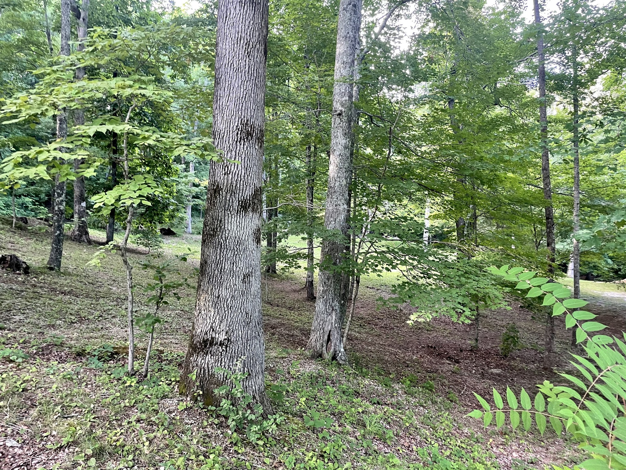 308 Ridge Road Monterey, TN 38574 - Photo 39 of 41 Gallery Image 39