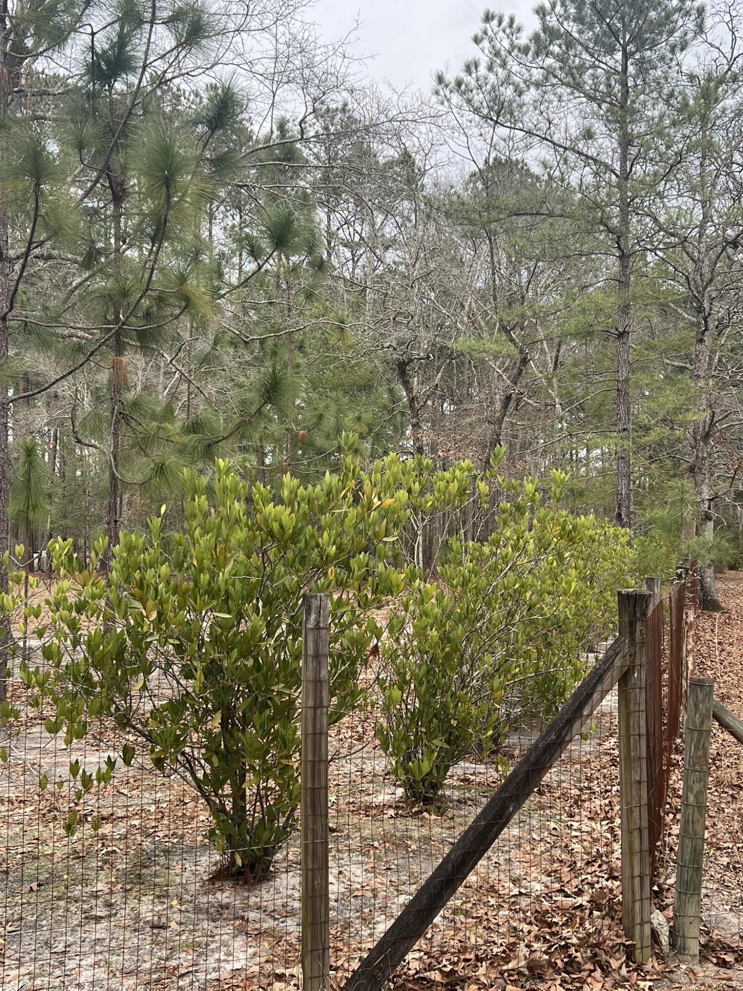 0 Turner Lane Round O, SC 29474 - Photo 14 of 17 00T corner fence with shrubs