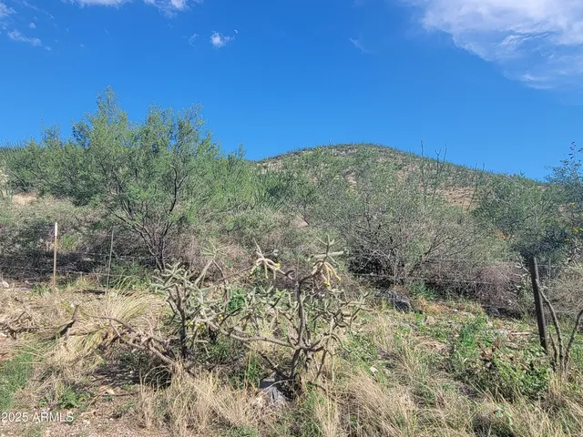 a view of a dry yard with trees