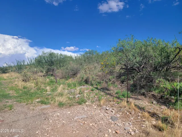 a view of a yard with a tree