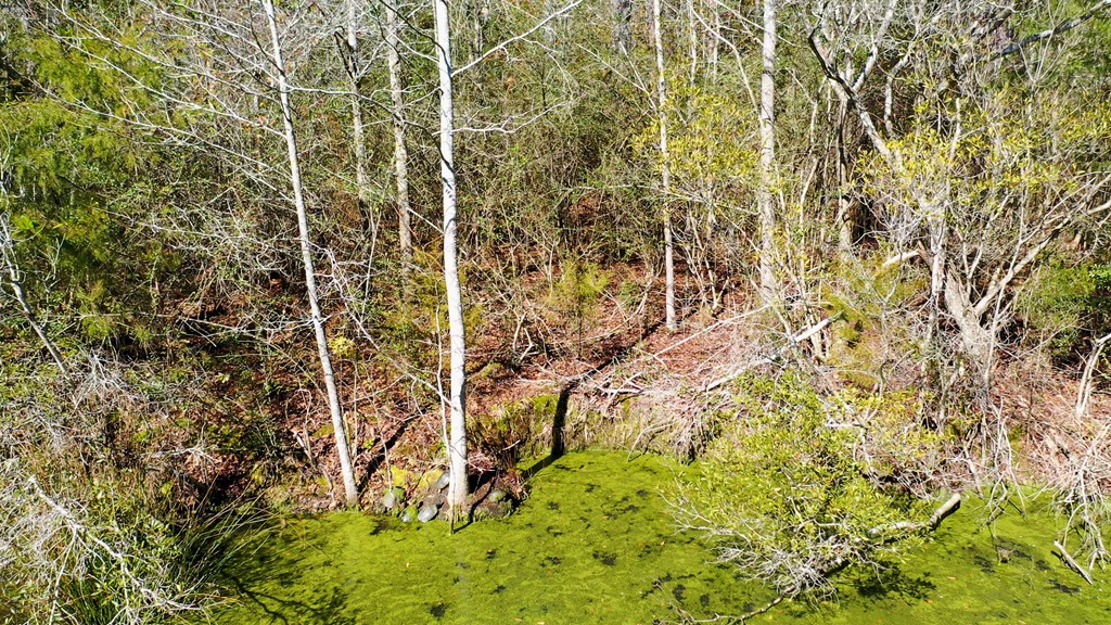 46-acres Post Oak Road Slocomb, AL 36375 - Photo 8 of 24