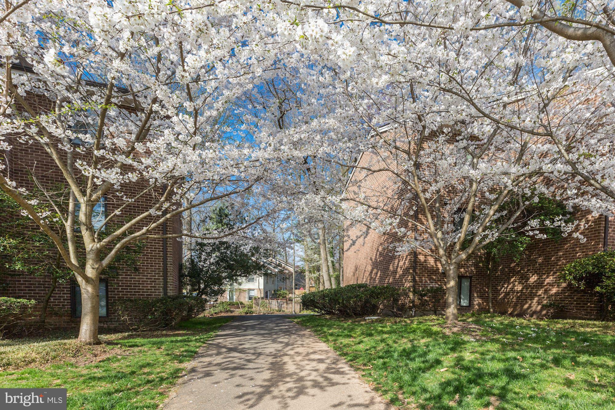 1524 Northgate Square, Unit 11B Reston, VA 20190 - Photo 19 of 22 Beautiful Grounds