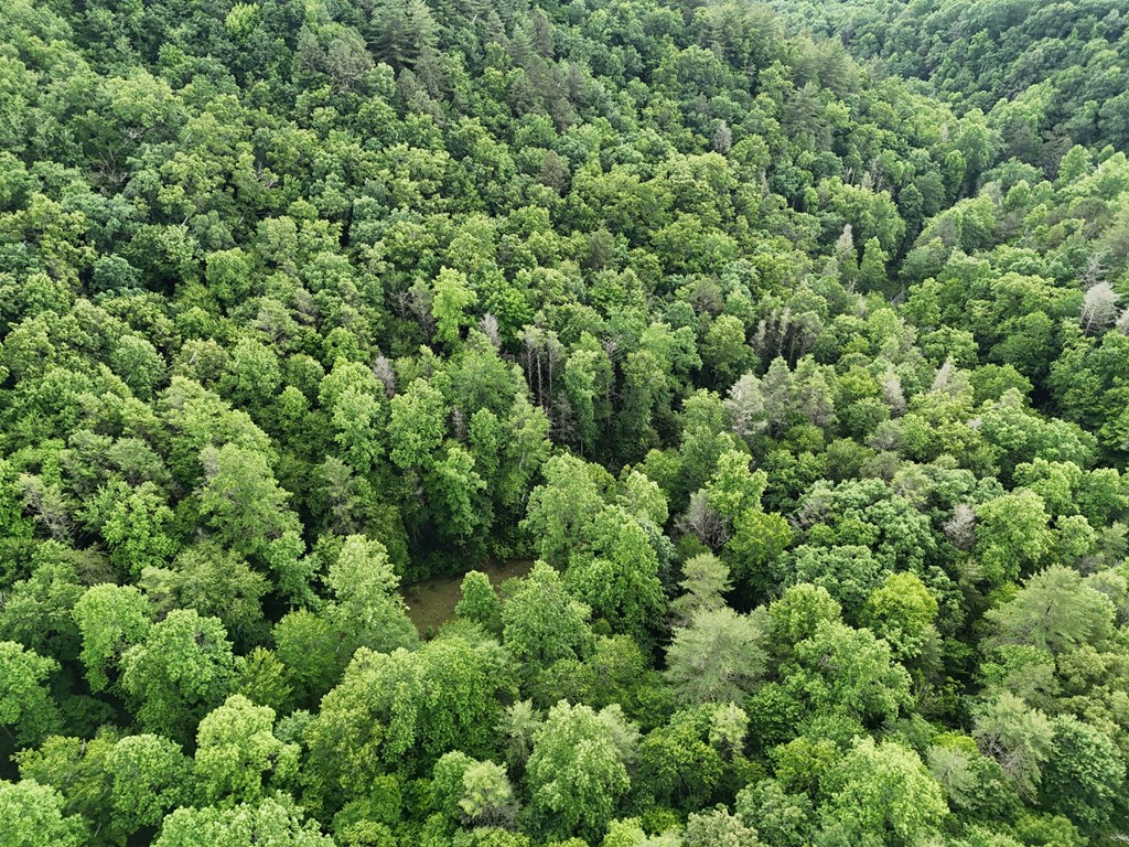 1070 Morgan Creek Road Marble, NC 28905 - Photo 18 of 40