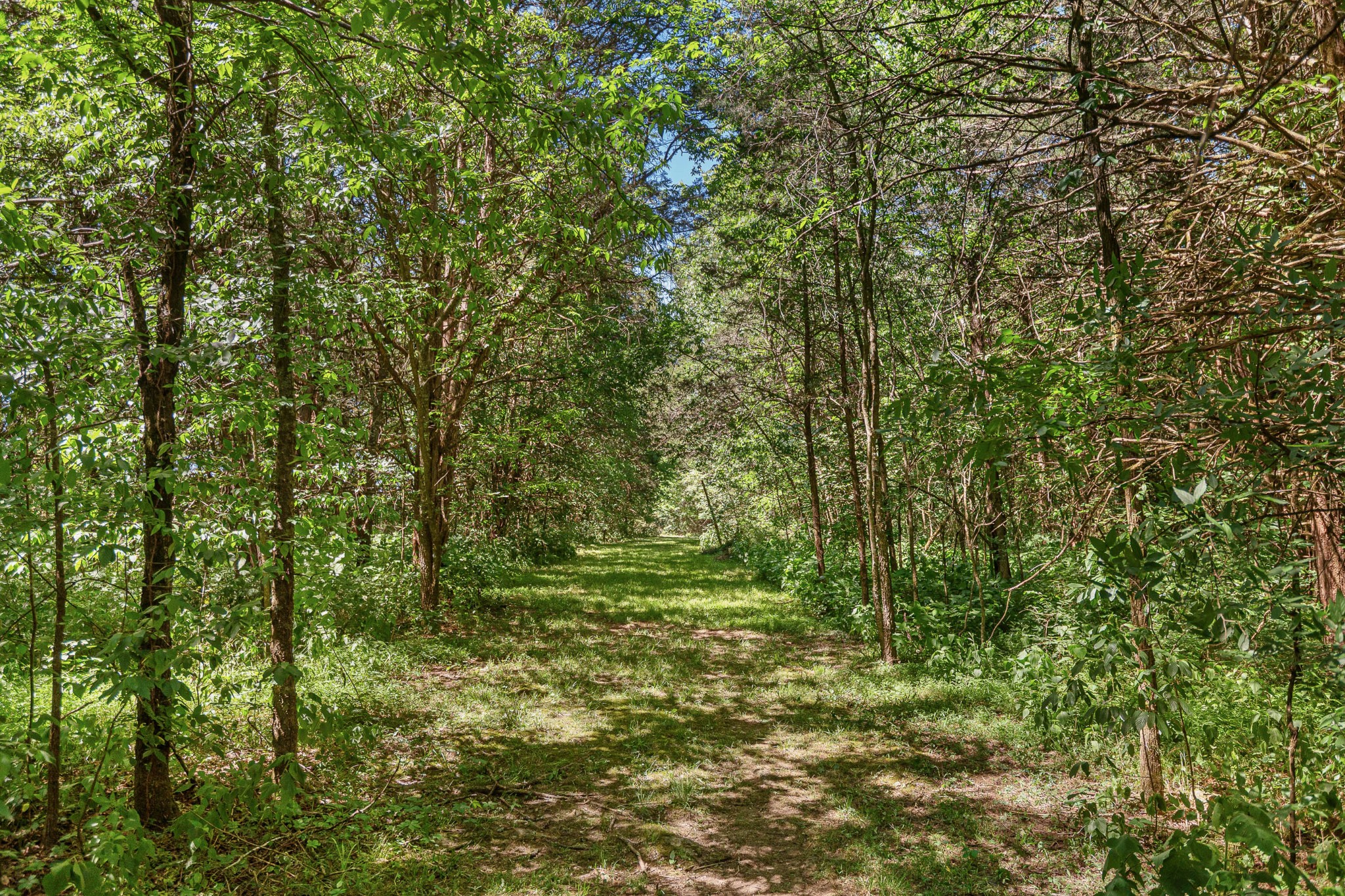 642 Beach Bottom Road Watertown, TN 37184 - Photo 48 of 48 a view of outdoor space and trees