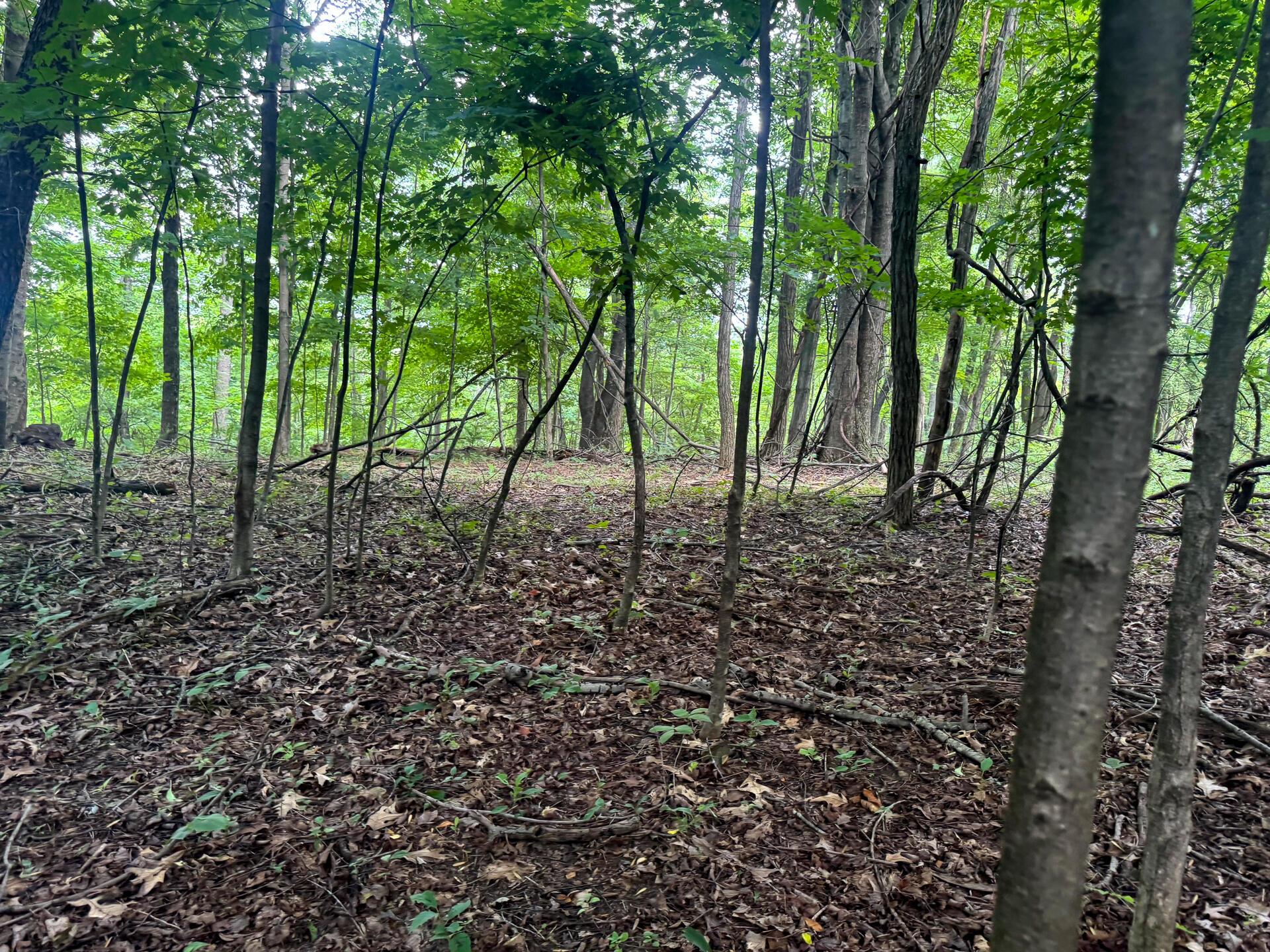 100 Golf Course Road, Unit TRACT 12 SKYLINE ACRES) Waverly, OH 45690 - Photo 14 of 44 CT-14