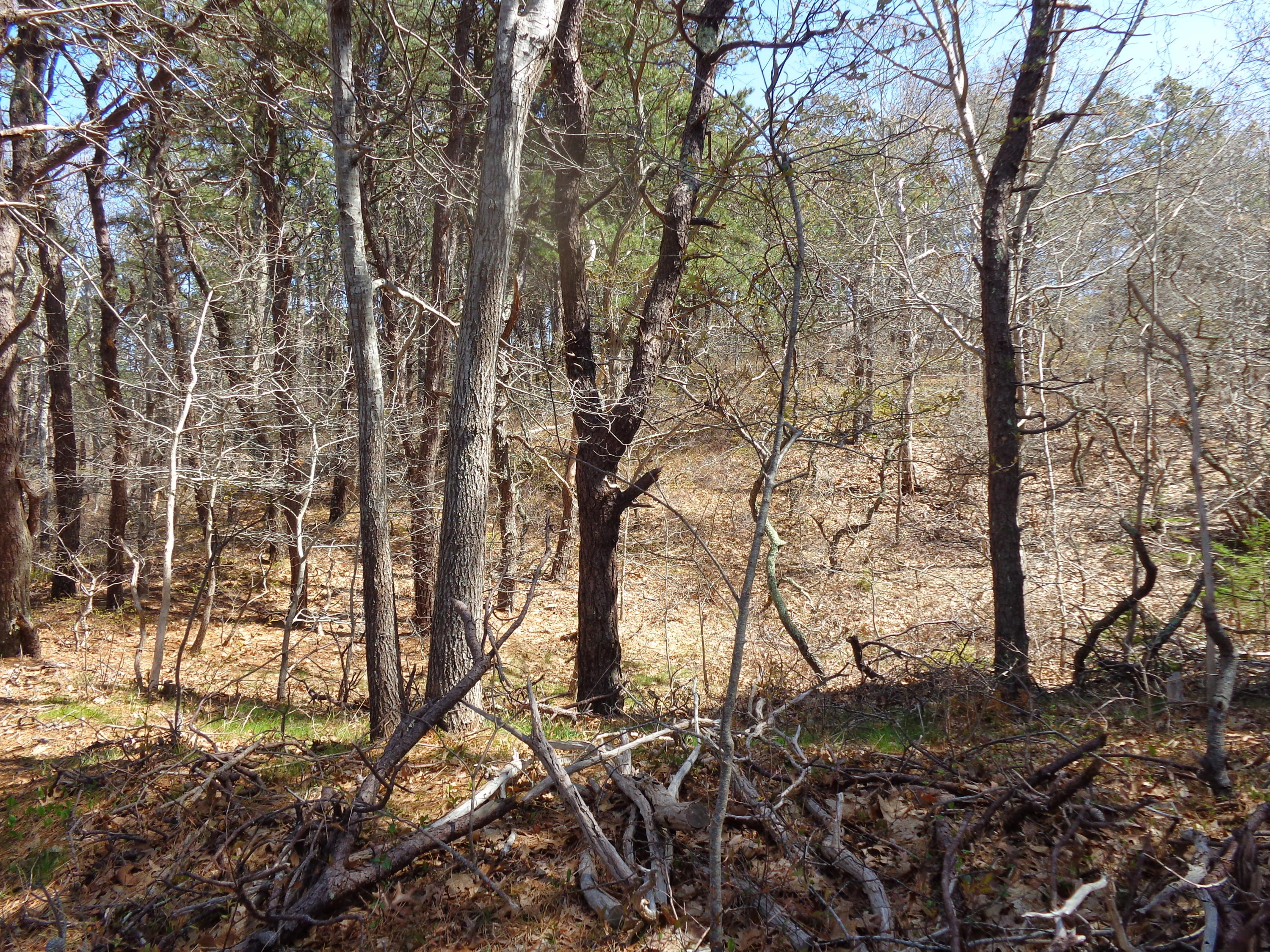 6 Holsbery Road Truro, MA 02666 - Photo 22 of 33 a backyard of a house with lots of green space