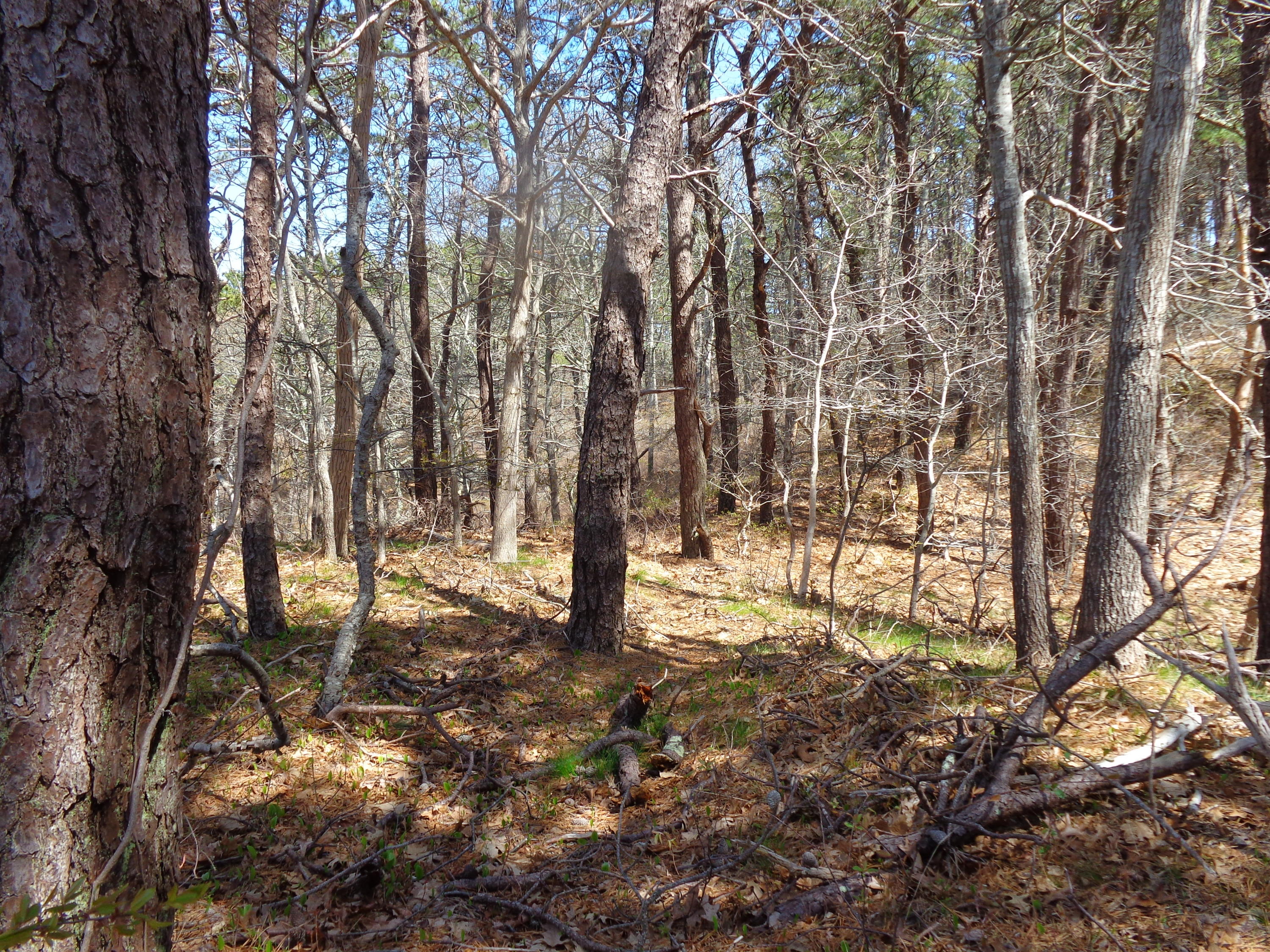 6 Holsbery Road Truro, MA 02666 - Photo 25 of 33 a backyard of a house with lots of green space