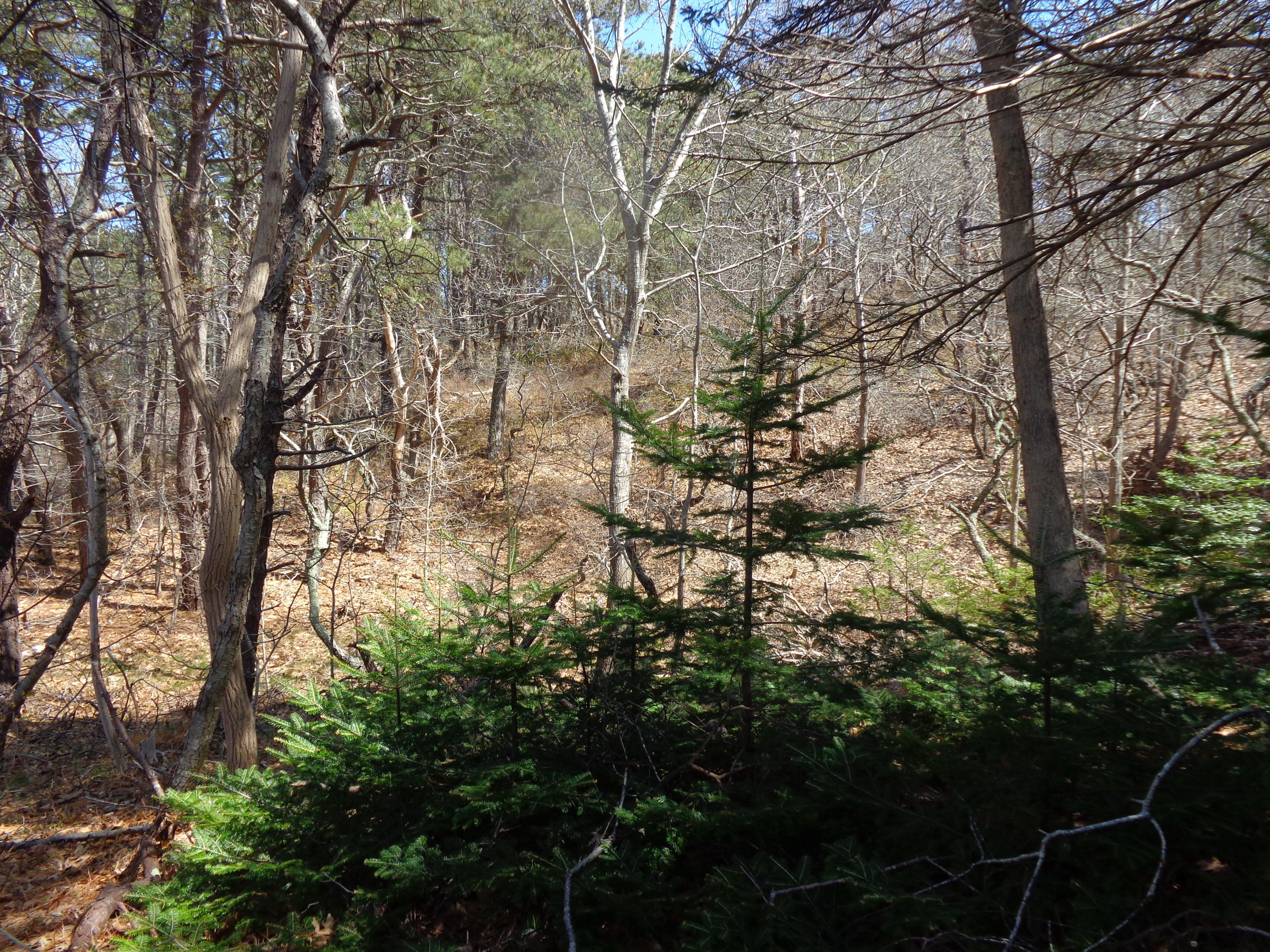 6 Holsbery Road Truro, MA 02666 - Photo 26 of 33 a view of tree