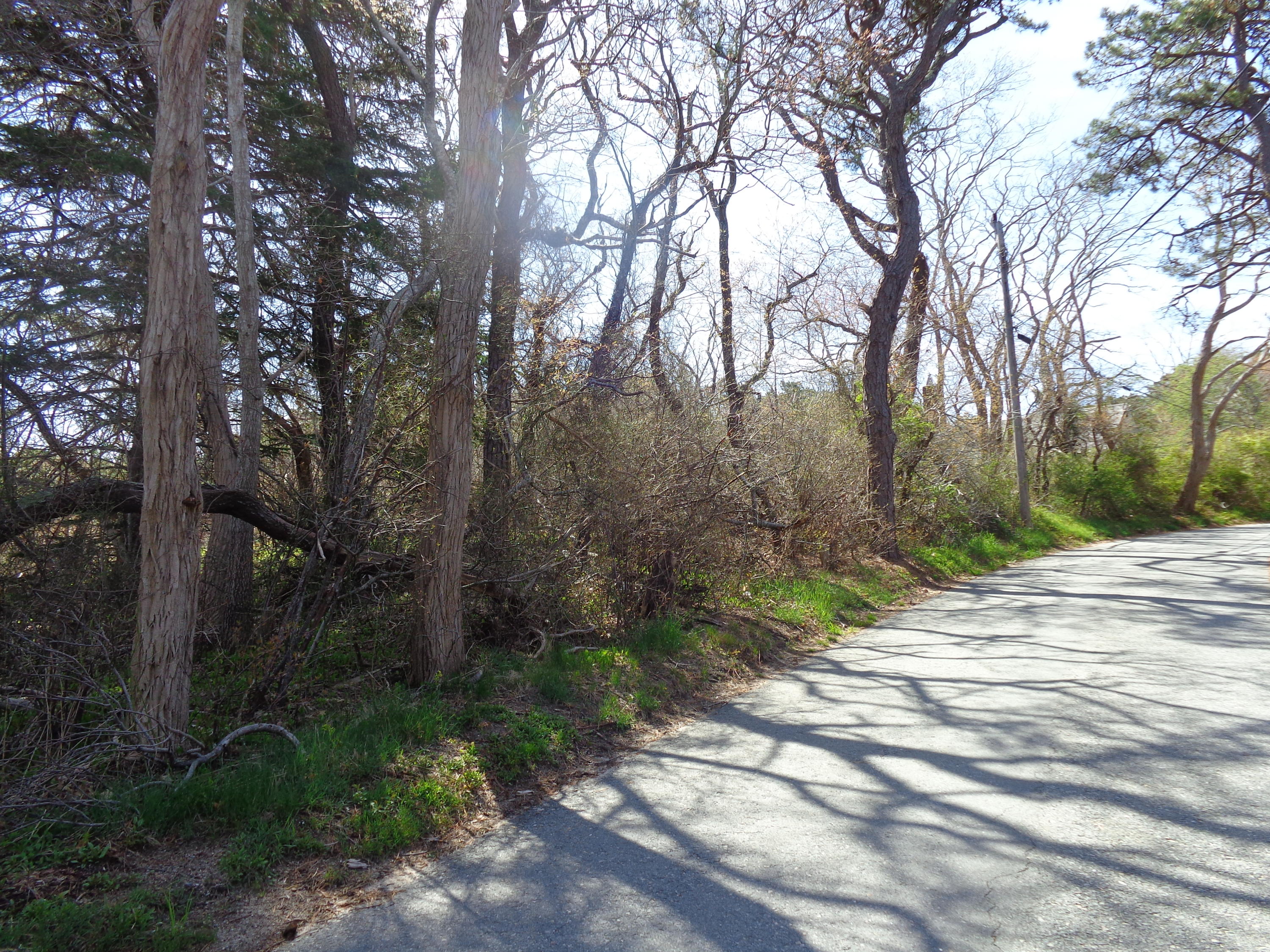 6 Holsbery Road Truro, MA 02666 - Photo 29 of 33 a view of a street with a trees