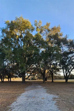 a view of a tree in a field