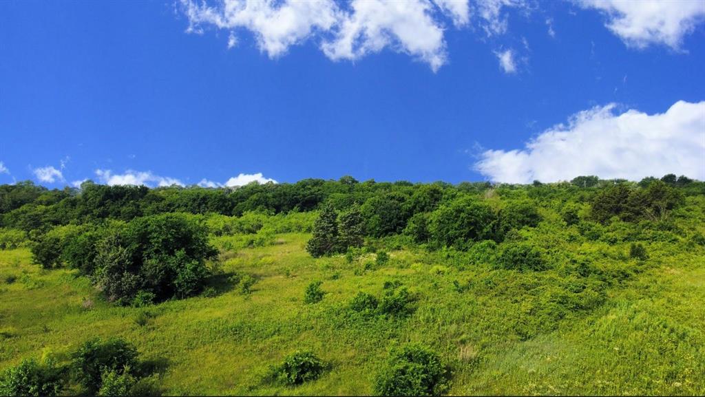 View of wooded area