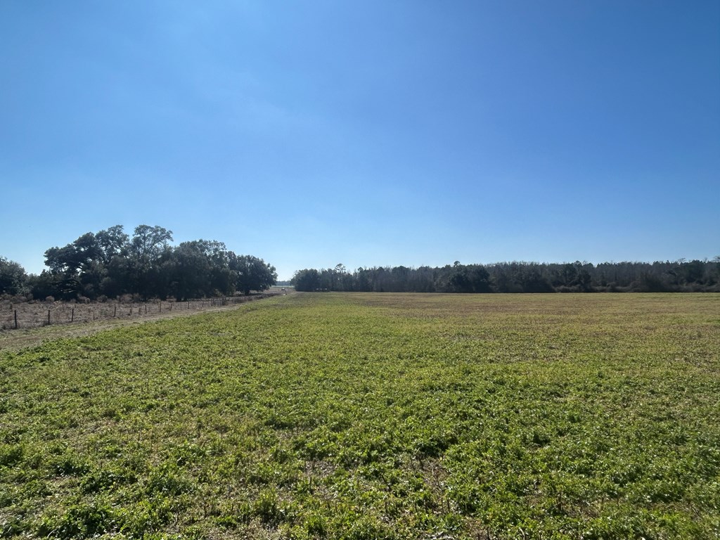 31.5-ac 31.5-ac Rammer Loop Road Dothan, AL 36301 - Photo 30 of 49