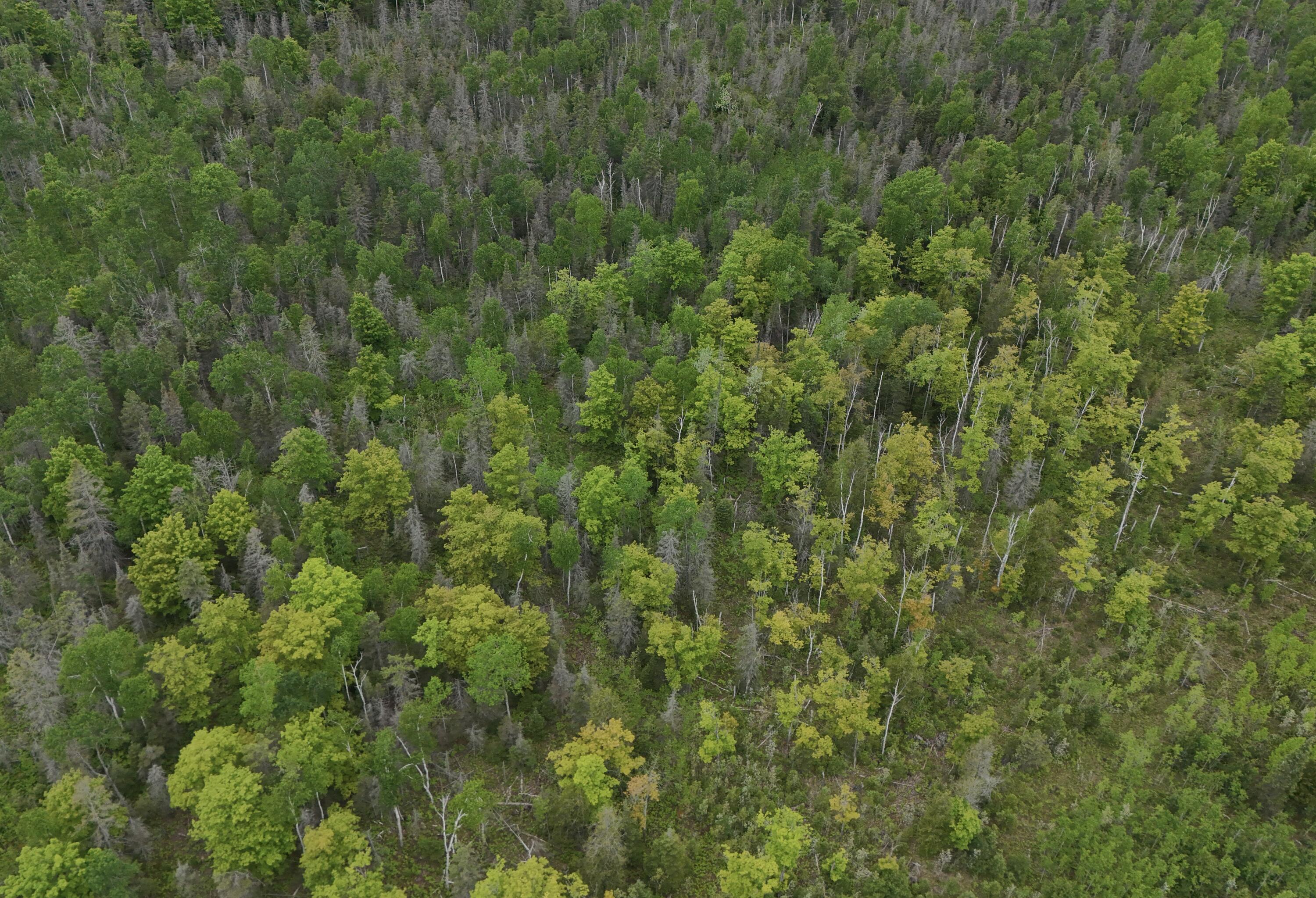 East Woods Road Goetzville, MI 49736 - Photo 2 of 7 DJI_20250630055641_0026_D