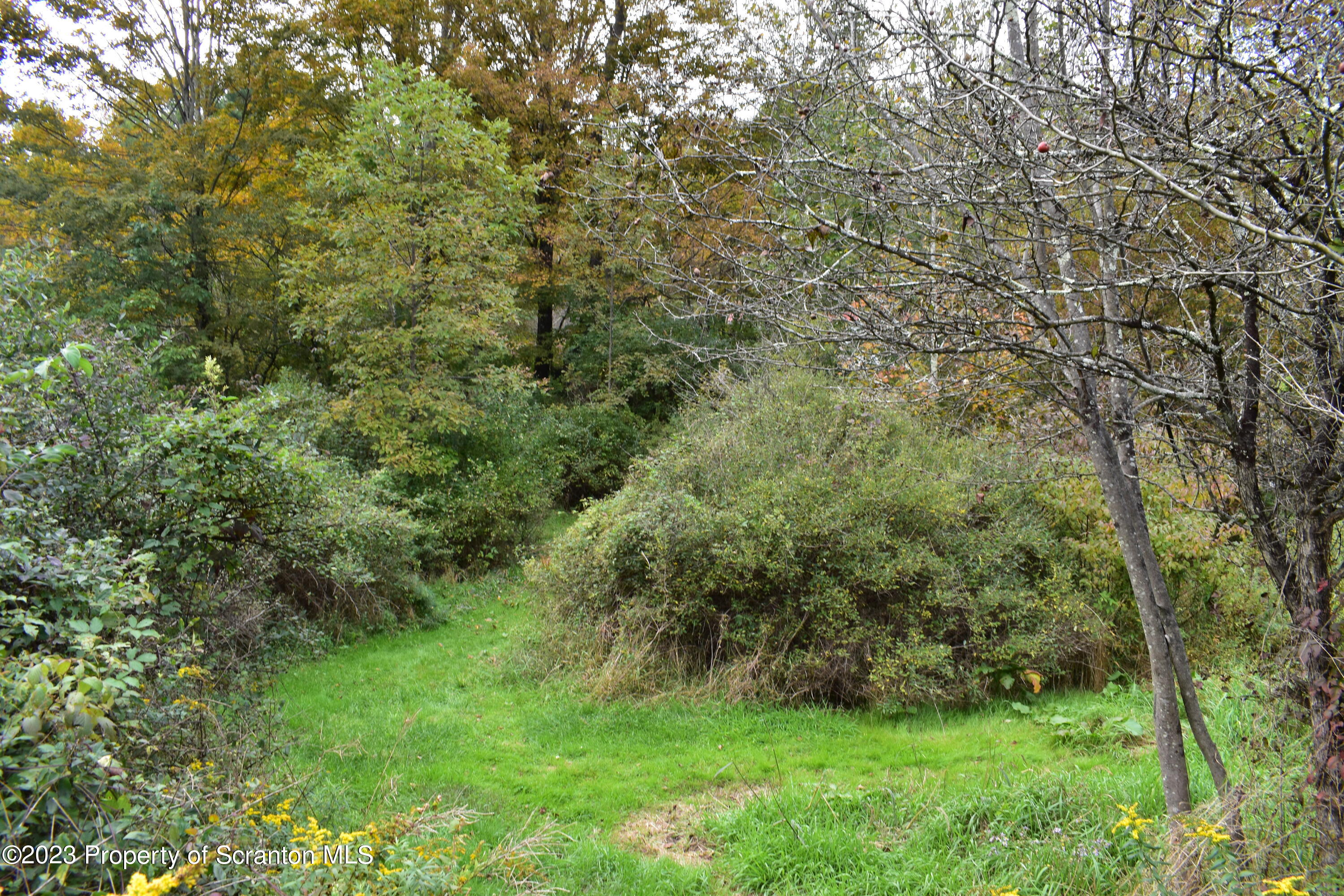 1258 Jennings Road Springville, PA 18844 - Photo 23 of 32 a view of a lush green forest