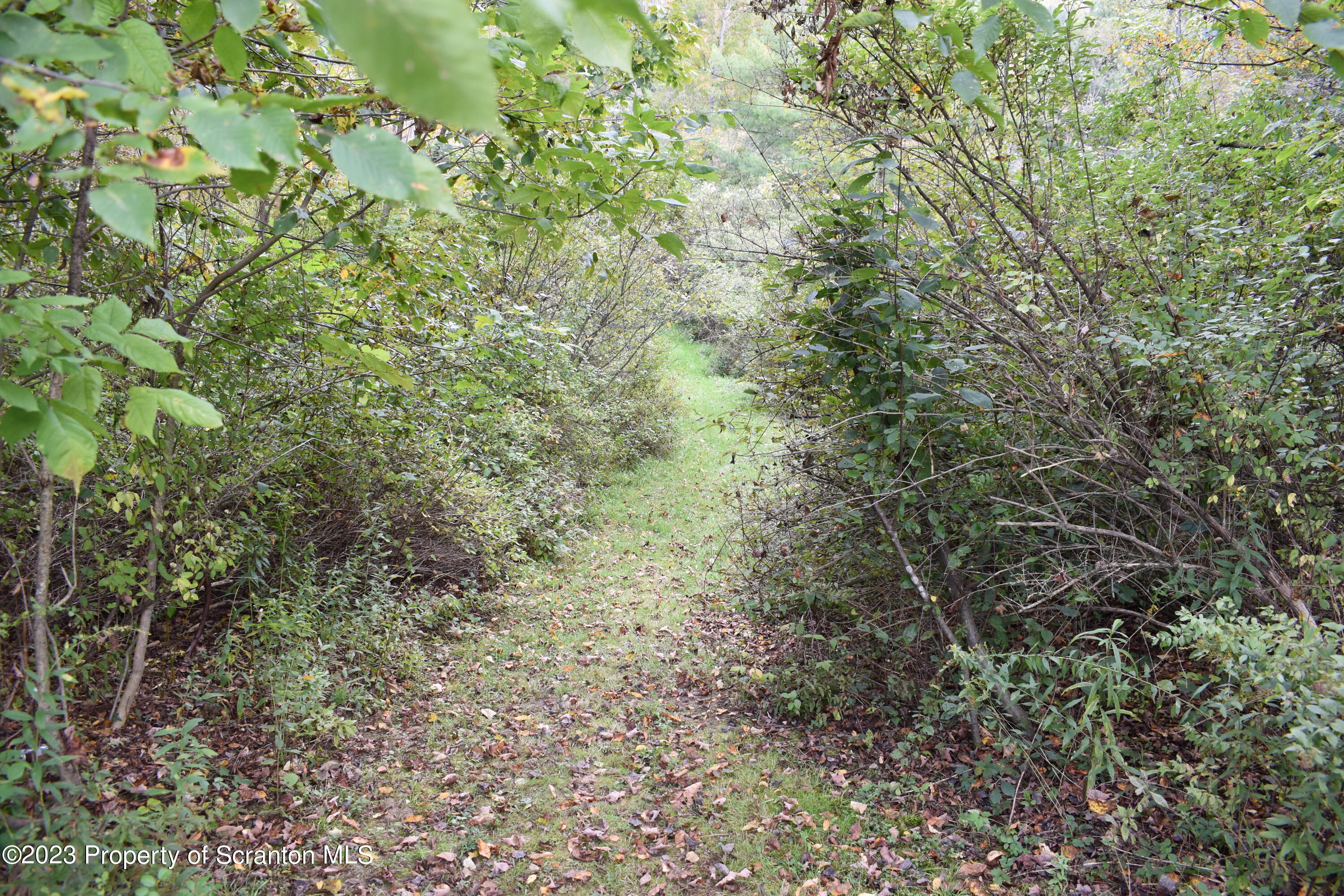 1258 Jennings Road Springville, PA 18844 - Photo 25 of 32 a view of a forest with a tree