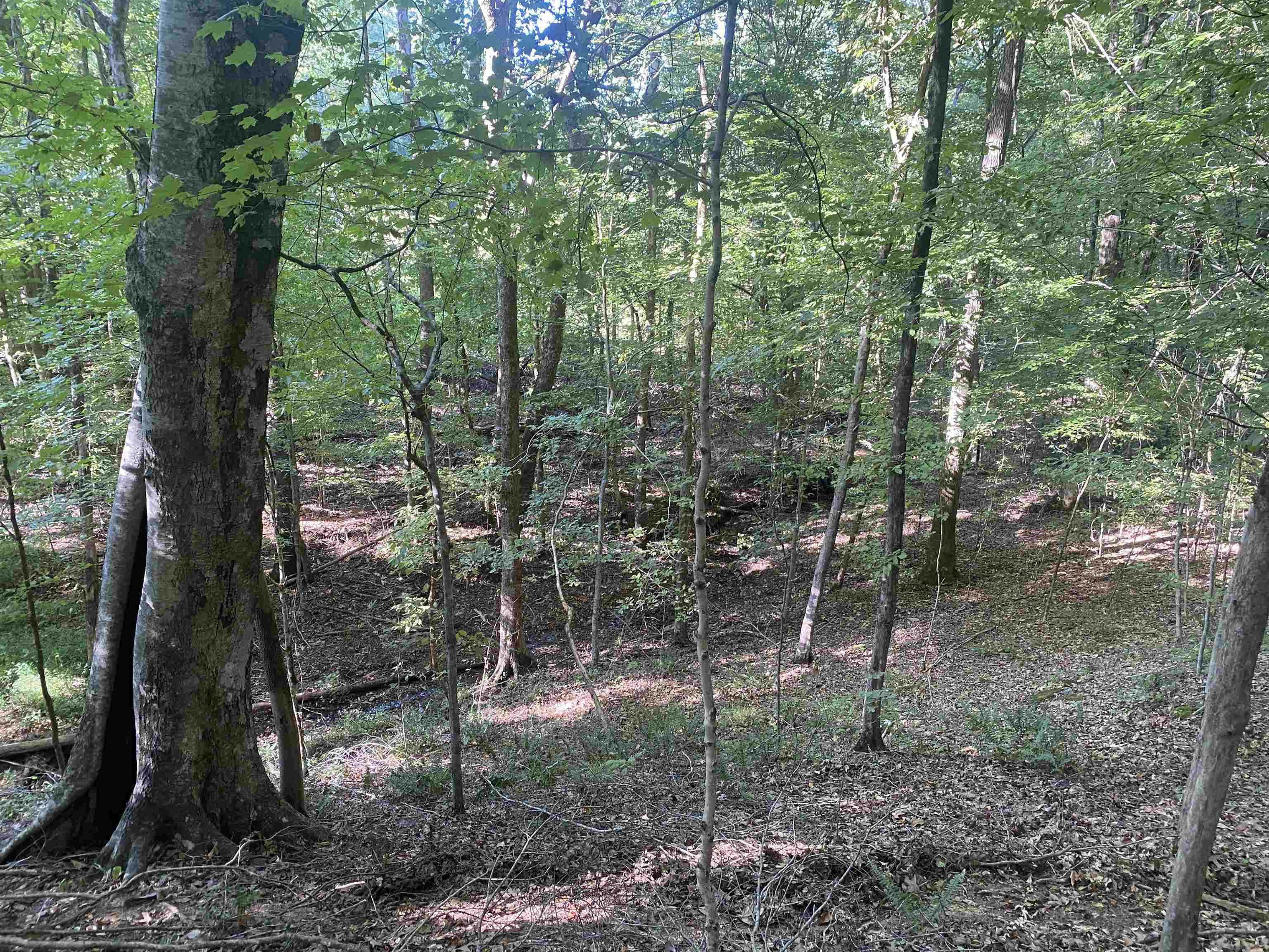 1 Friendship Loop Olivehill, TN 38475 - Photo 11 of 31 a view of a forest filled with trees