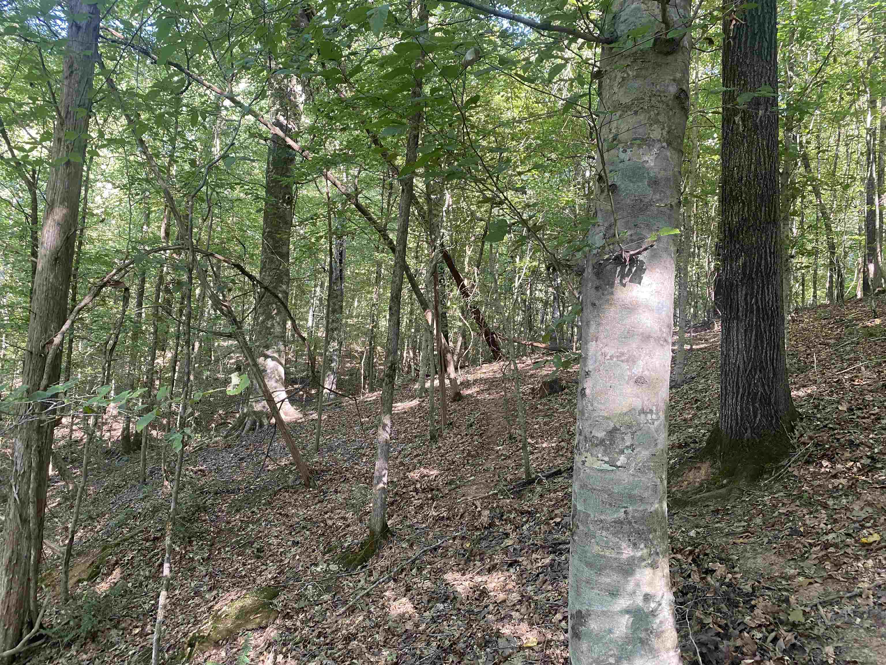 1 Friendship Loop Olivehill, TN 38475 - Photo 12 of 31 a view of a forest filled with trees