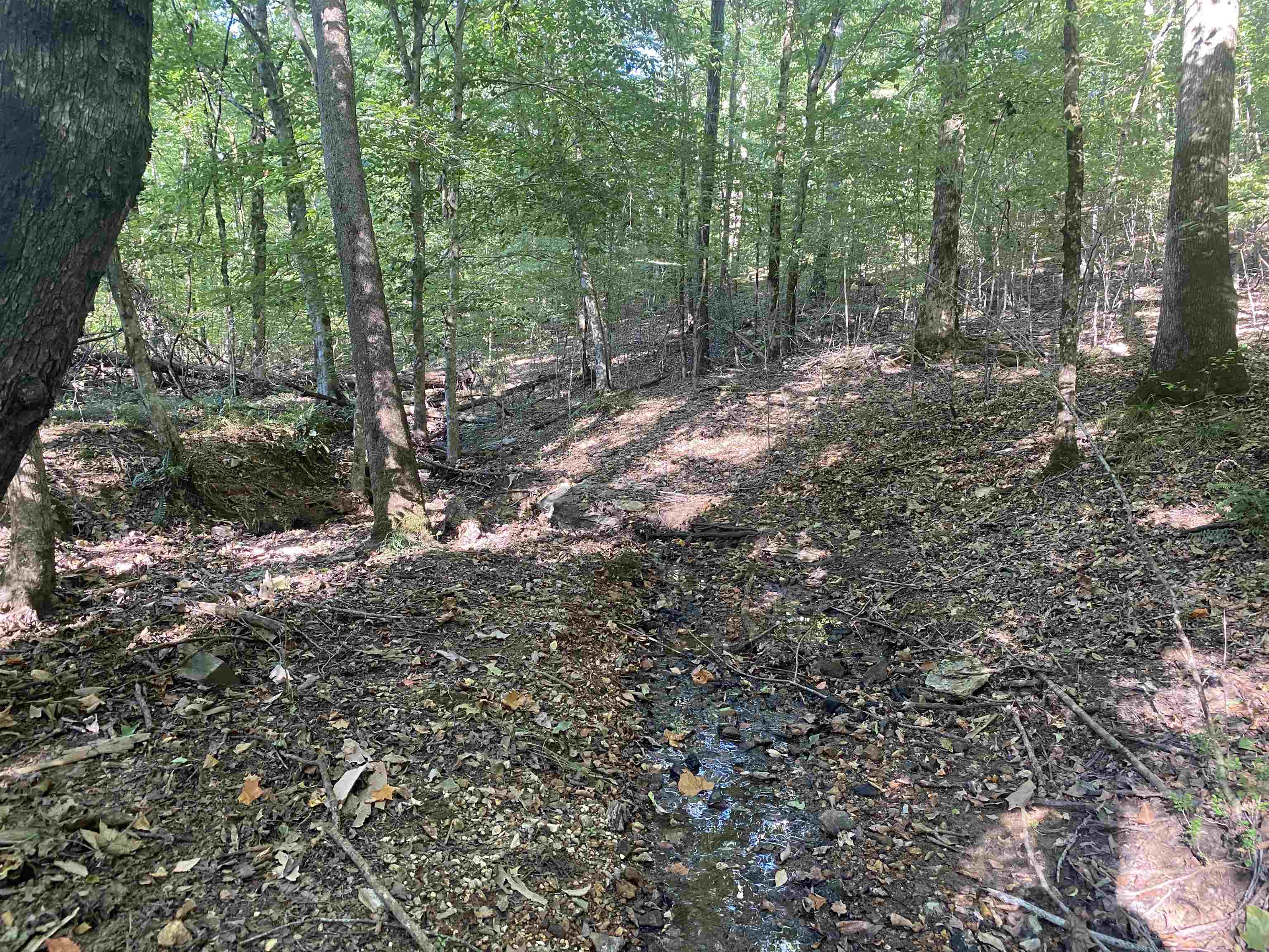 1 Friendship Loop Olivehill, TN 38475 - Photo 13 of 31 a view of a forest with trees