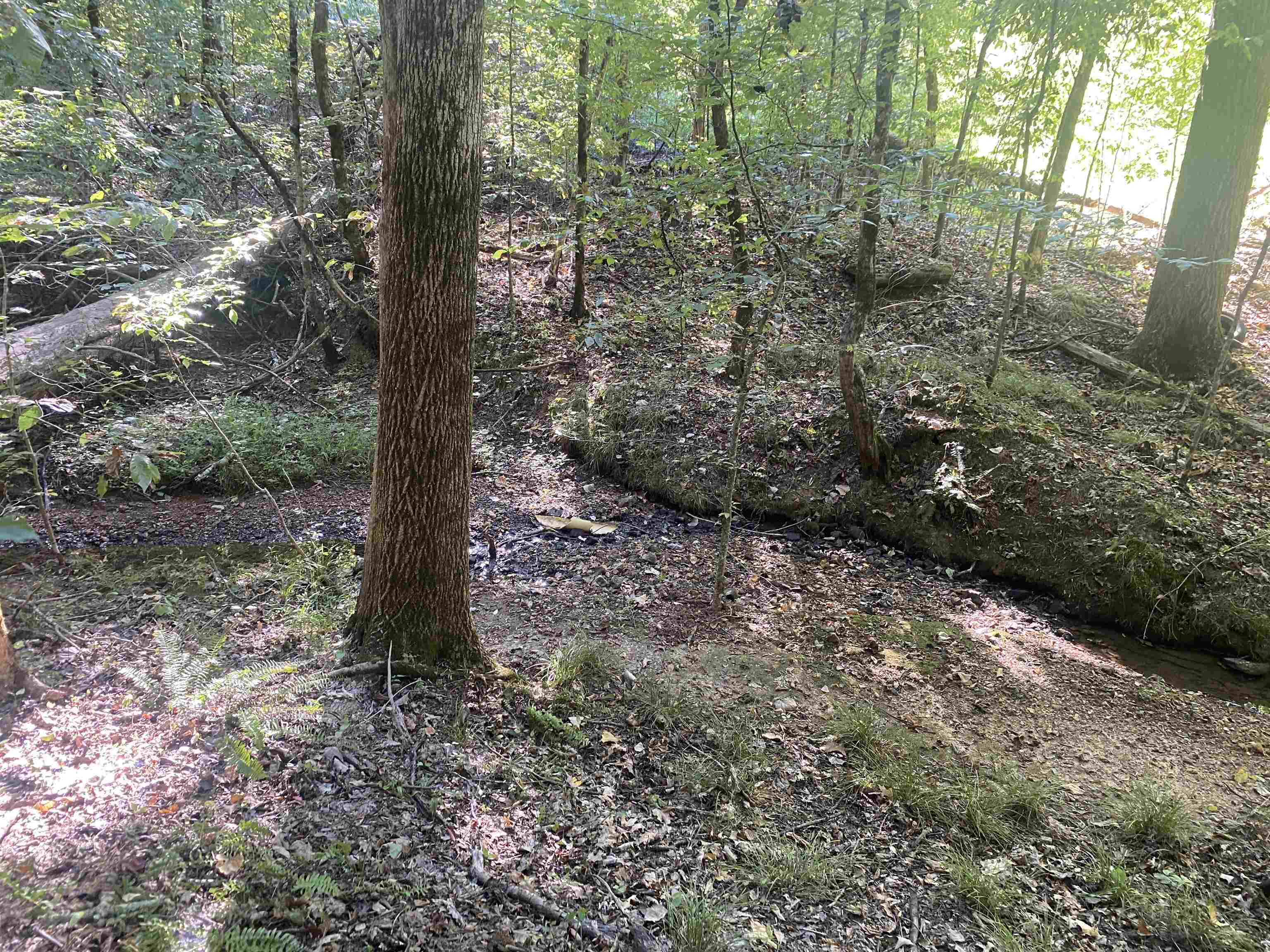 1 Friendship Loop Olivehill, TN 38475 - Photo 15 of 31 a view of a forest with trees