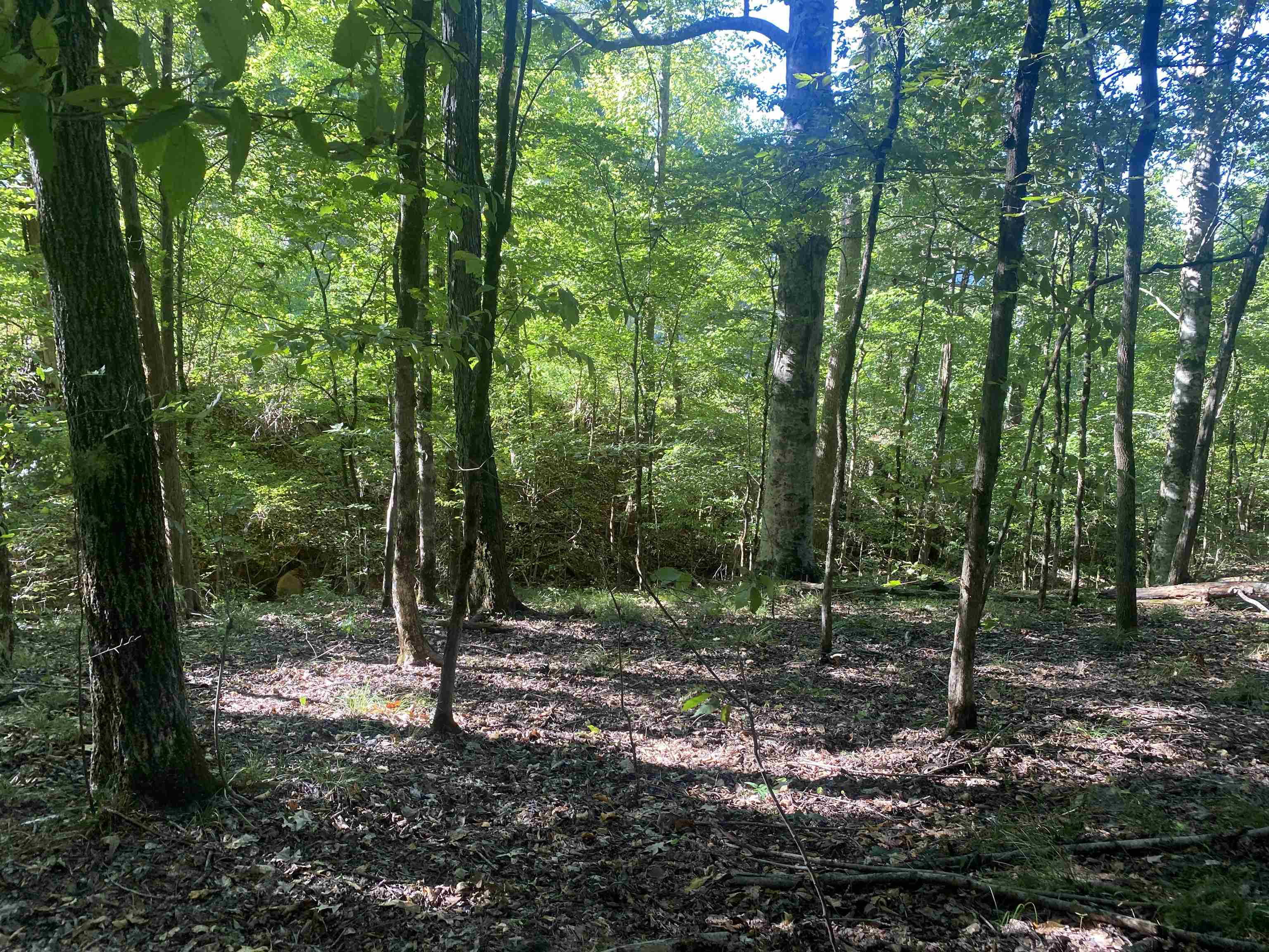 1 Friendship Loop Olivehill, TN 38475 - Photo 17 of 31 a view of a forest with trees