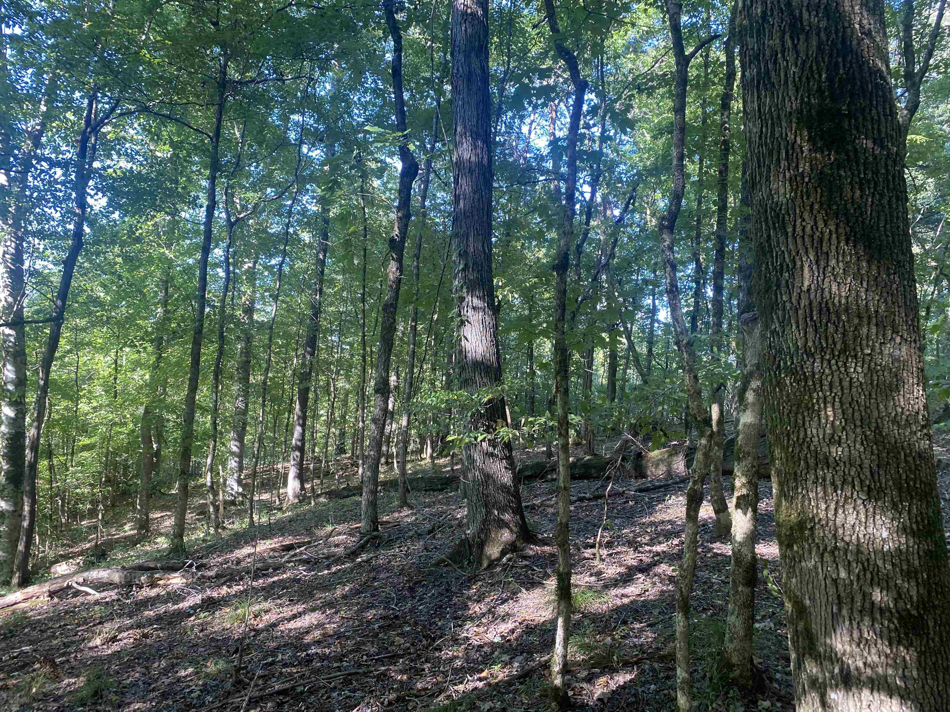 1 Friendship Loop Olivehill, TN 38475 - Photo 18 of 31 a view of outdoor space and garden