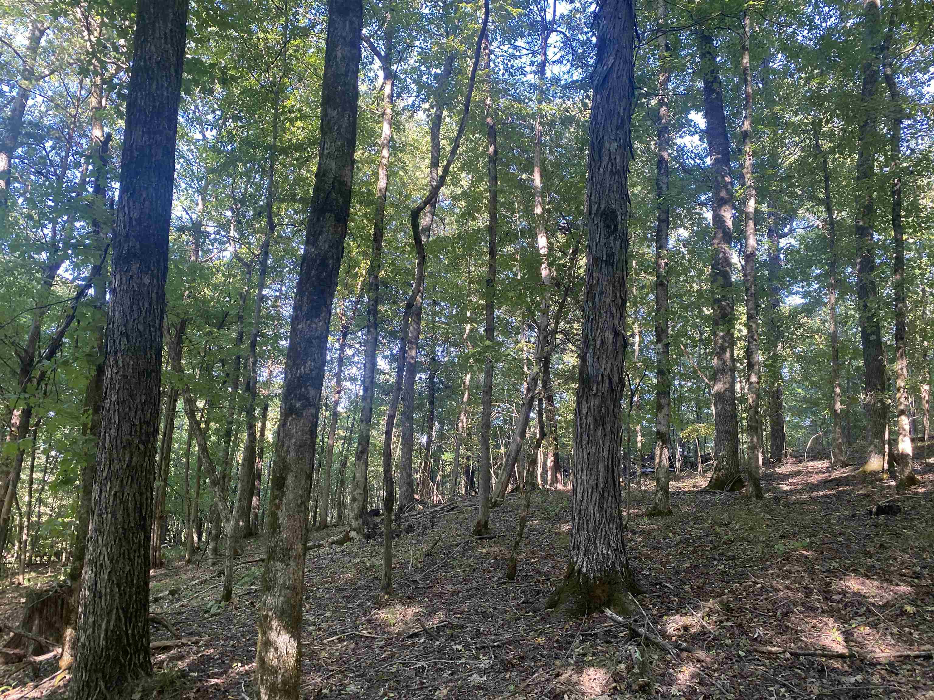 1 Friendship Loop Olivehill, TN 38475 - Photo 19 of 31 a view of forest