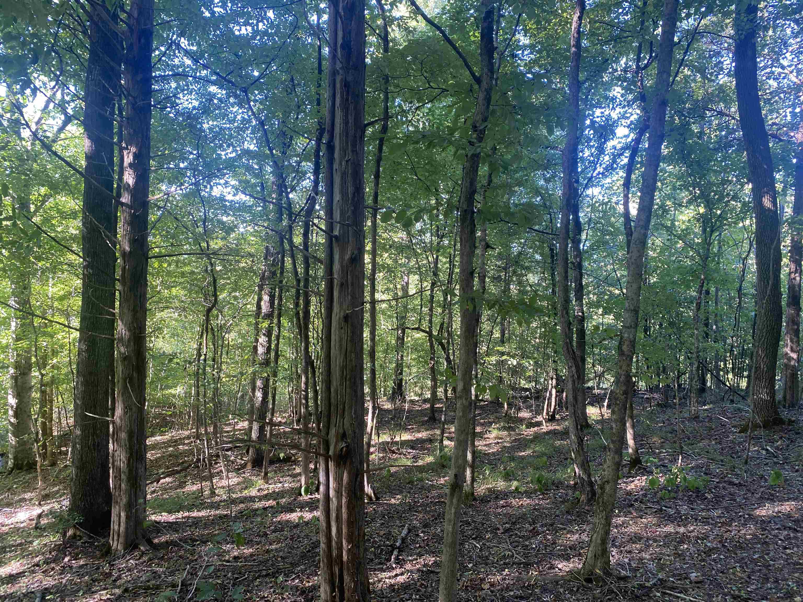 1 Friendship Loop Olivehill, TN 38475 - Photo 20 of 31 a view of outdoor space and trees