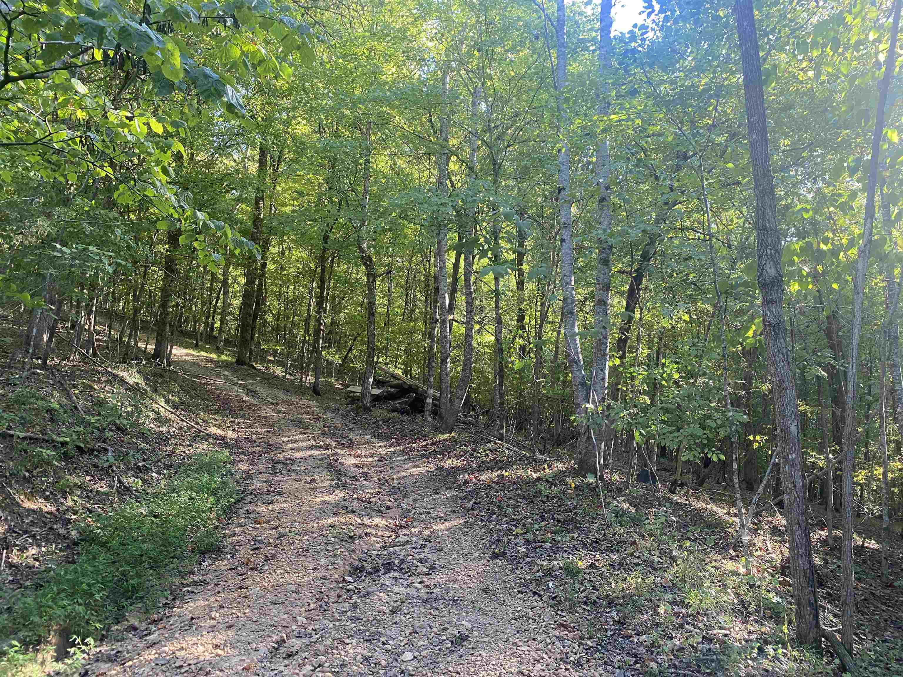 1 Friendship Loop Olivehill, TN 38475 - Photo 2 of 31 a view of a forest with trees in the background