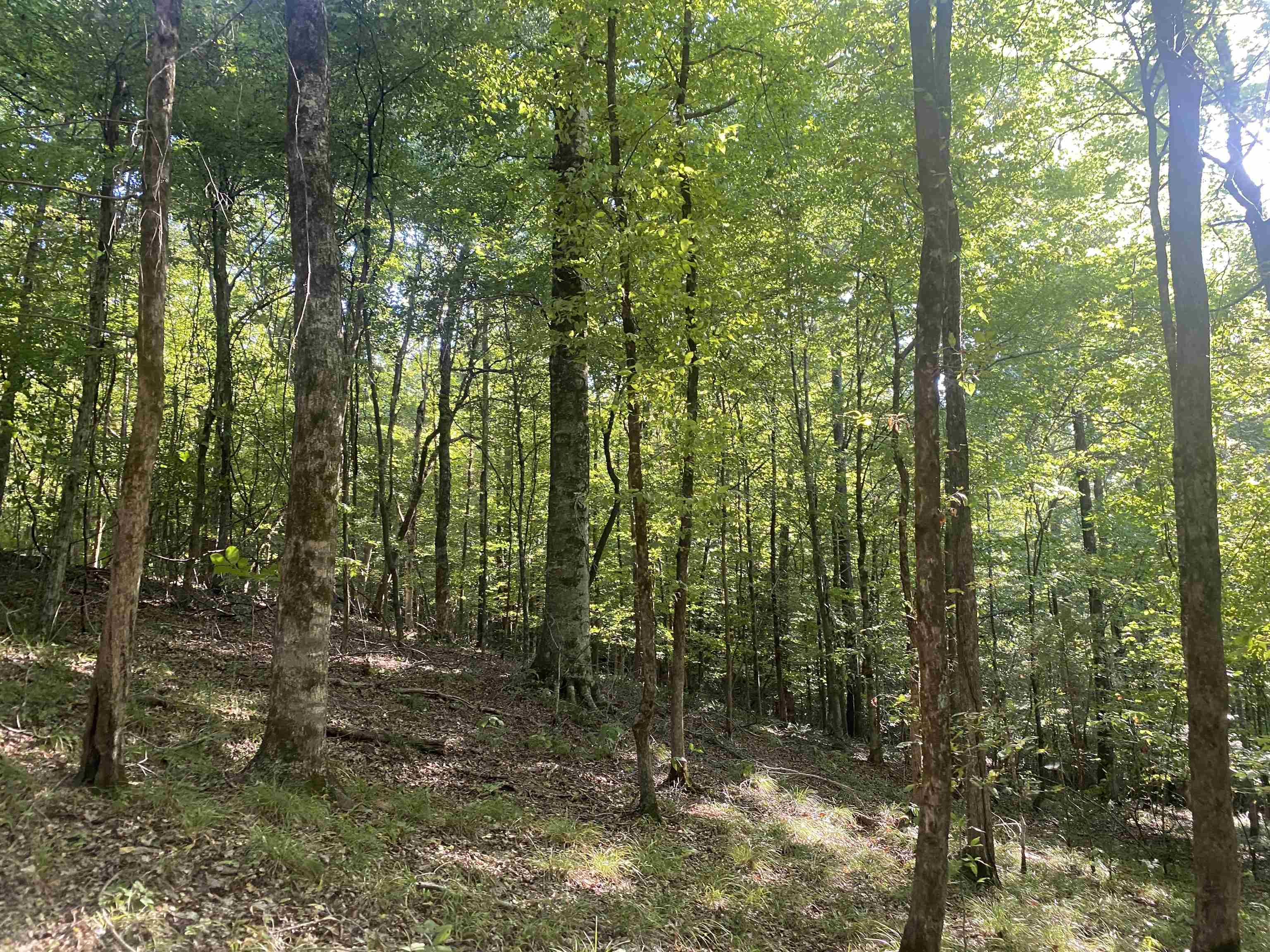 1 Friendship Loop Olivehill, TN 38475 - Photo 24 of 31 a view of forest