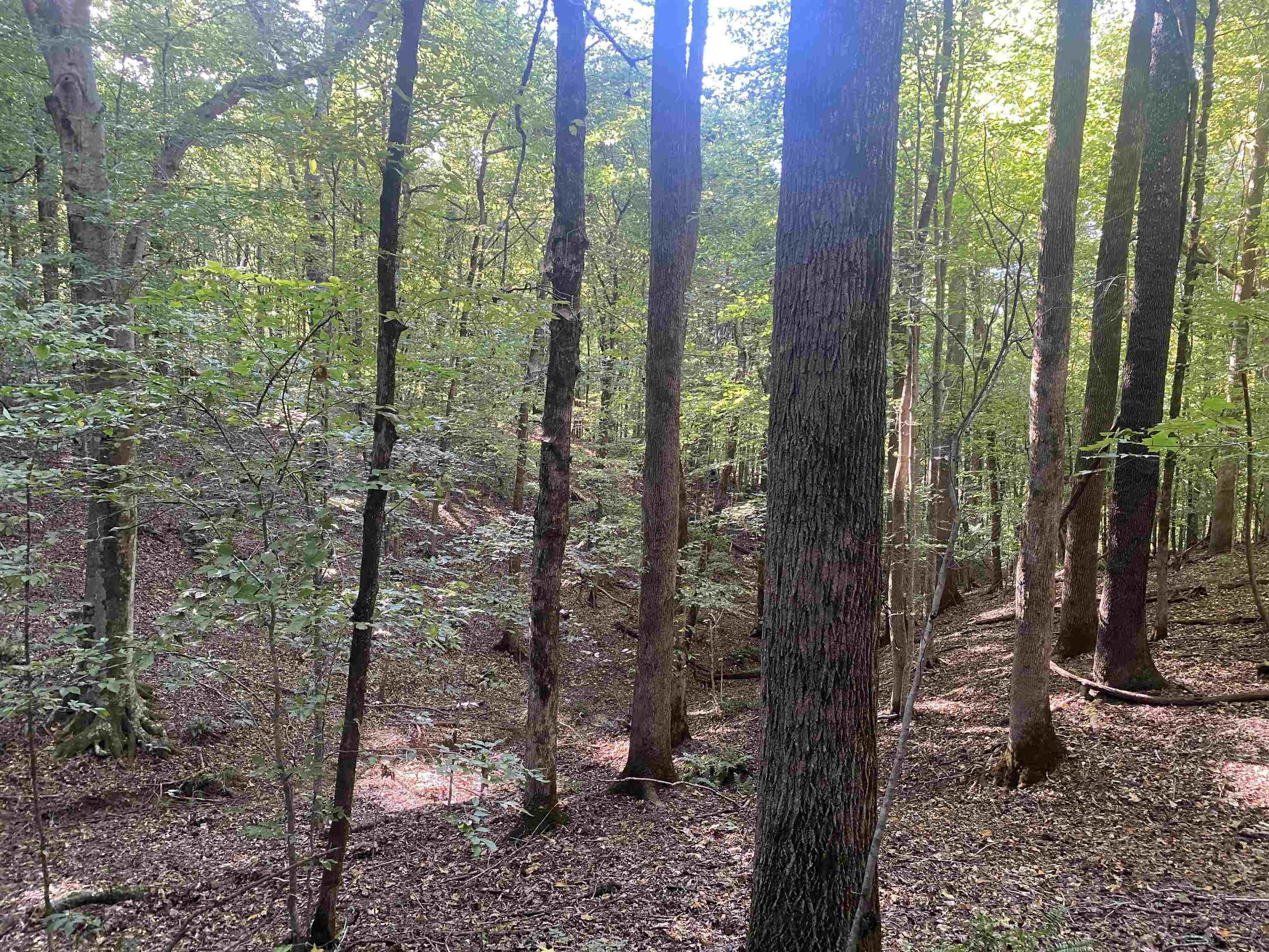 1 Friendship Loop Olivehill, TN 38475 - Photo 25 of 31 a view of a forest that has a tree