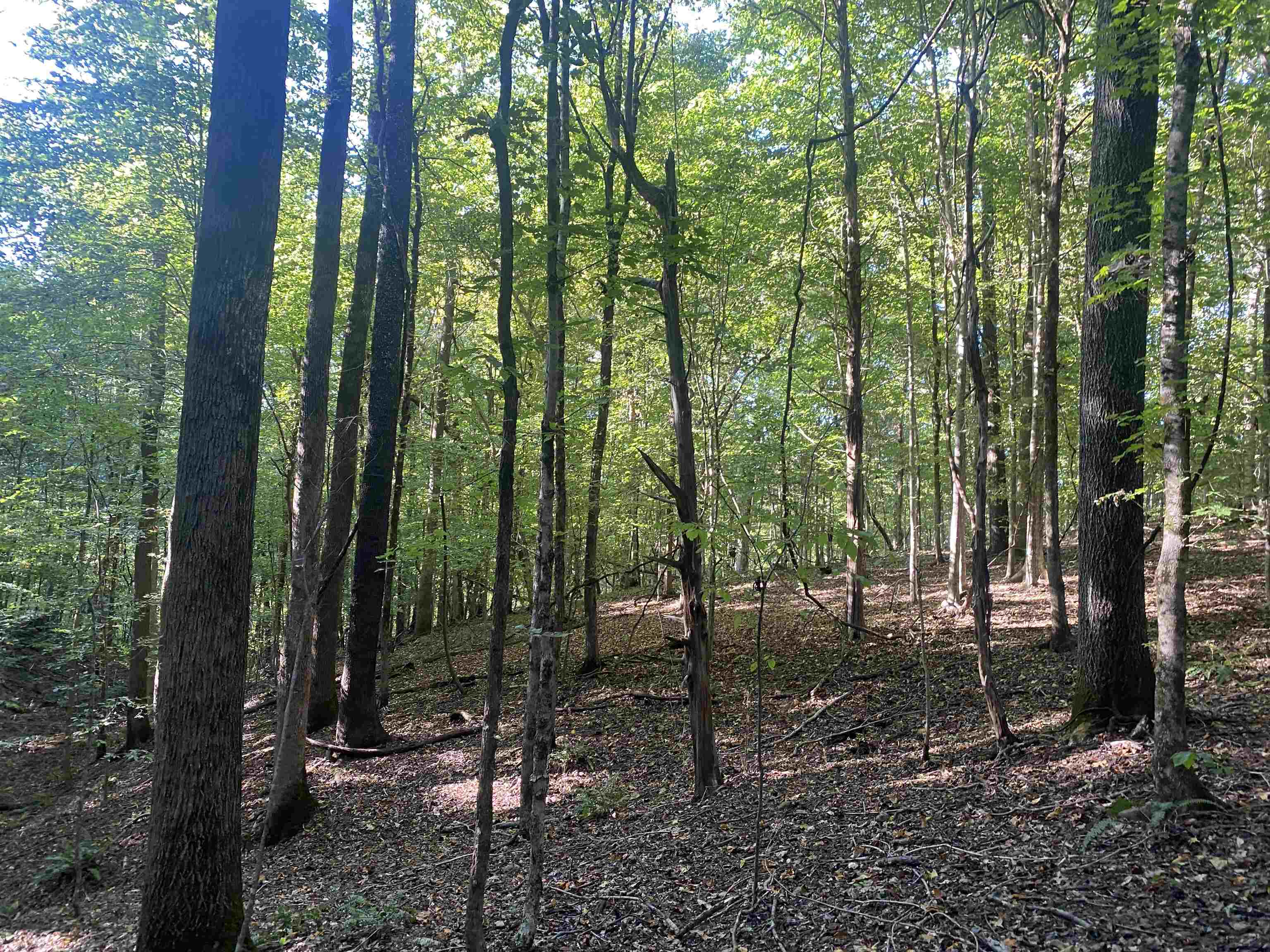 1 Friendship Loop Olivehill, TN 38475 - Photo 26 of 31 a view of outdoor space and green space