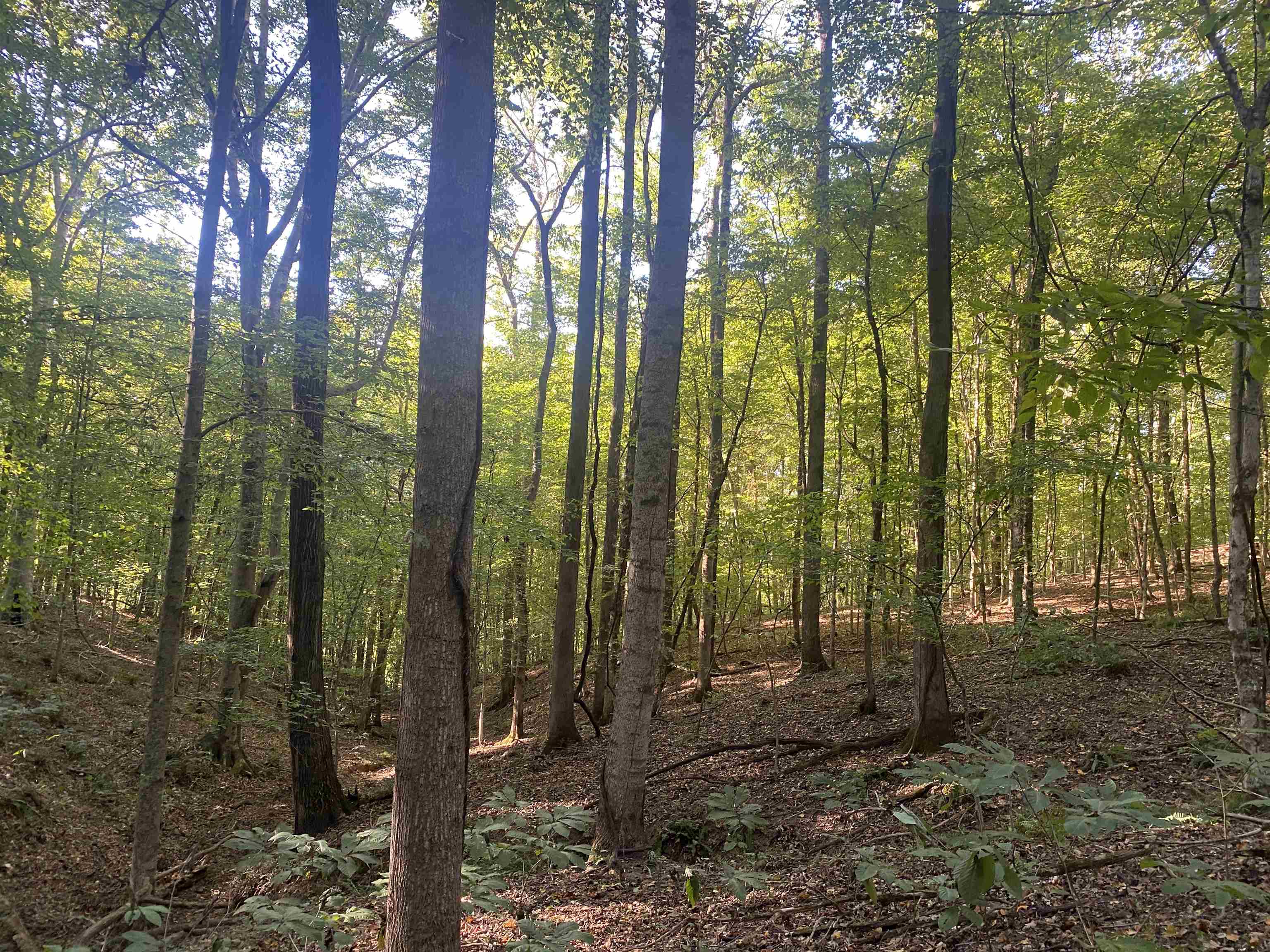 1 Friendship Loop Olivehill, TN 38475 - Photo 27 of 31 a view of outdoor space and trees