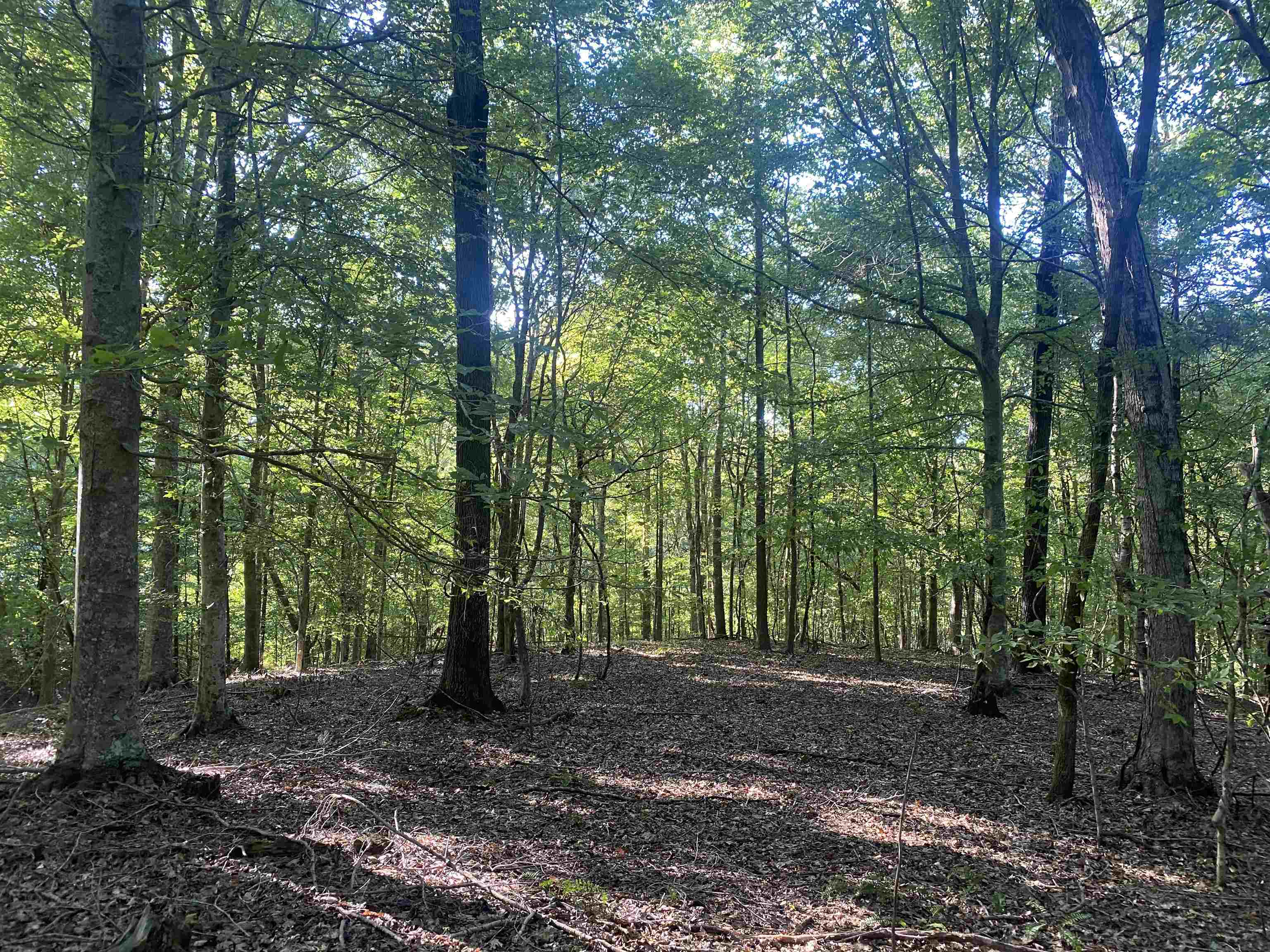 1 Friendship Loop Olivehill, TN 38475 - Photo 28 of 31 a view of outdoor space and trees
