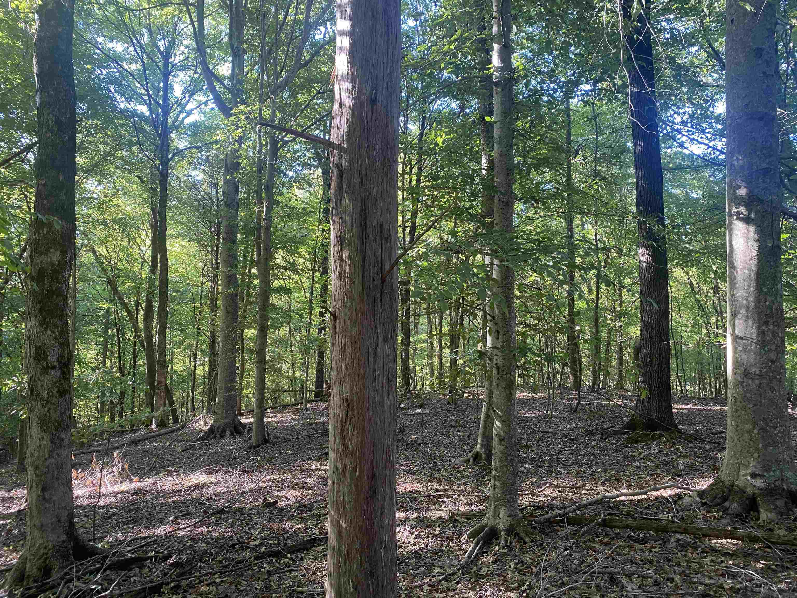 1 Friendship Loop Olivehill, TN 38475 - Photo 29 of 31 a view of a forest that has large trees