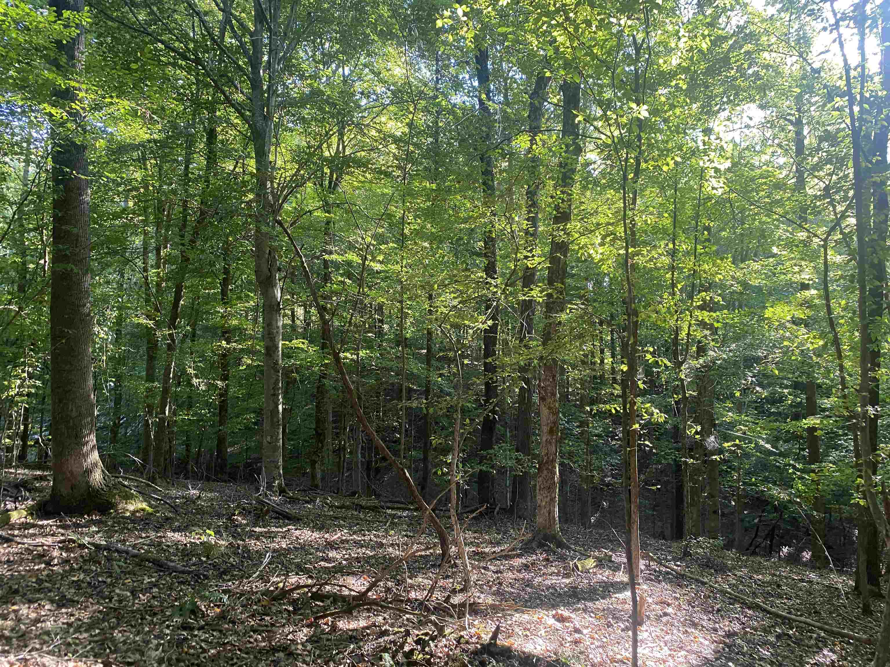 1 Friendship Loop Olivehill, TN 38475 - Photo 30 of 31 a view of a forest filled with trees