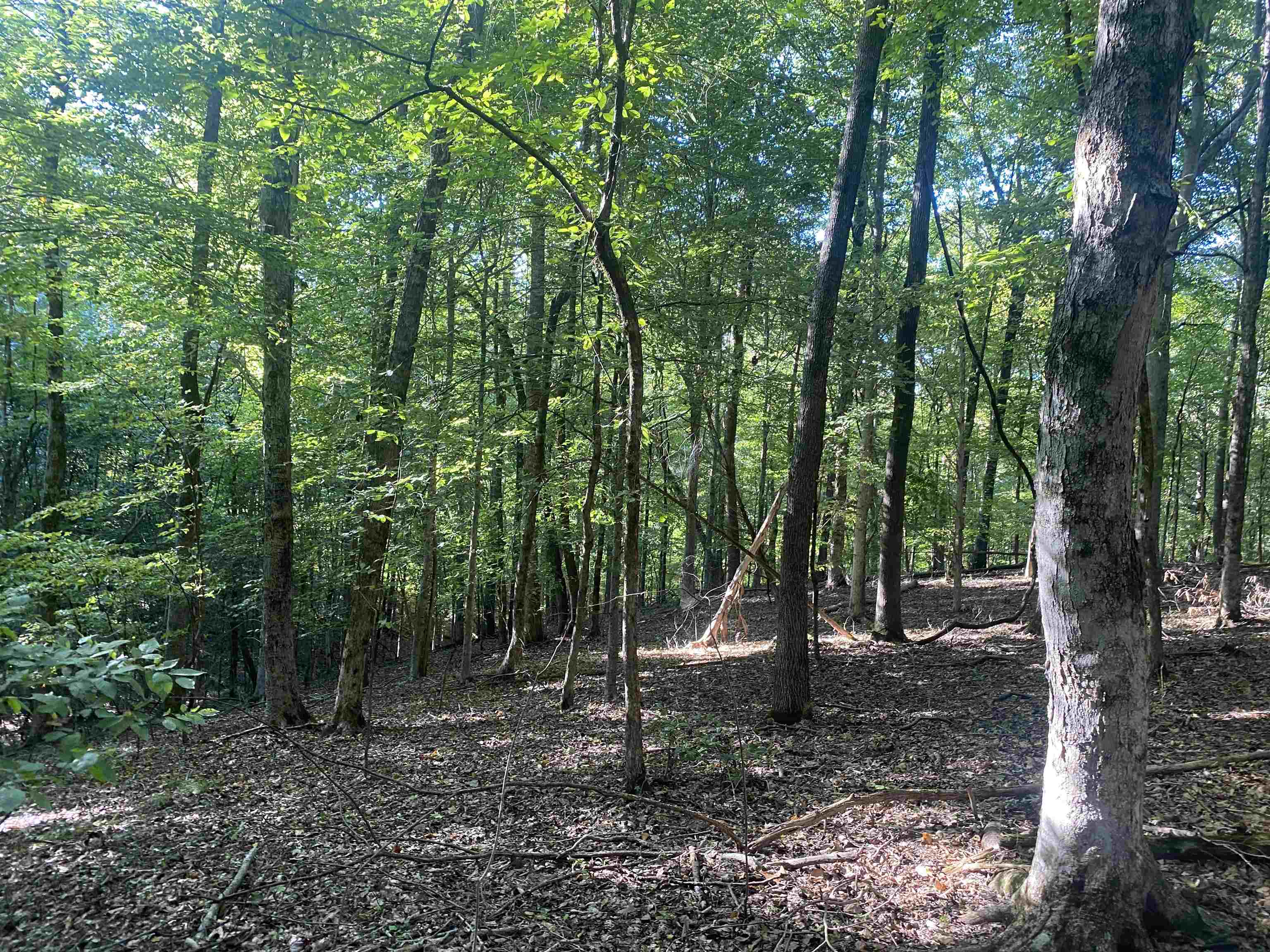1 Friendship Loop Olivehill, TN 38475 - Photo 31 of 31 a view of a forest with trees