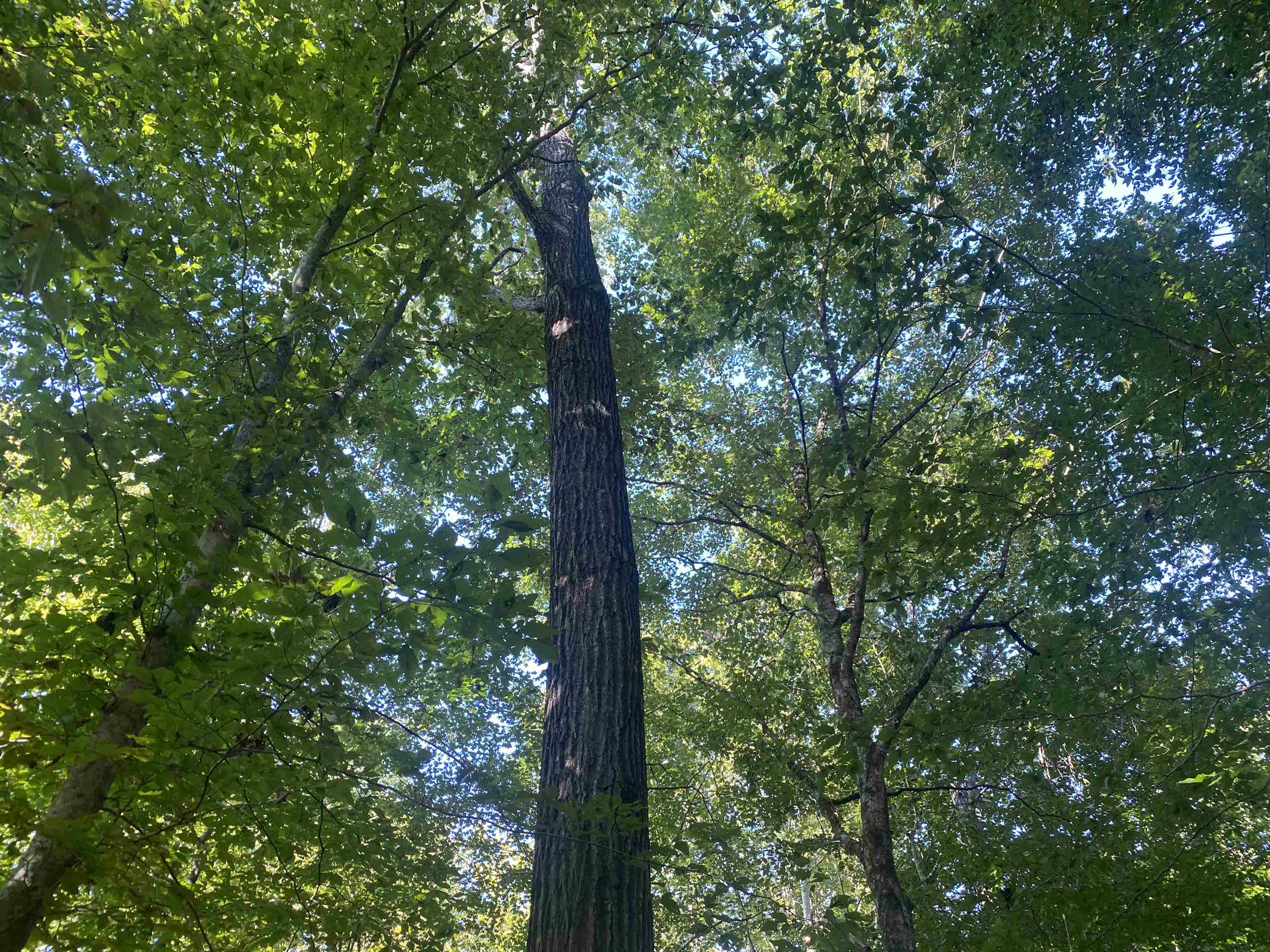 1 Friendship Loop Olivehill, TN 38475 - Photo 4 of 31 a view of forest