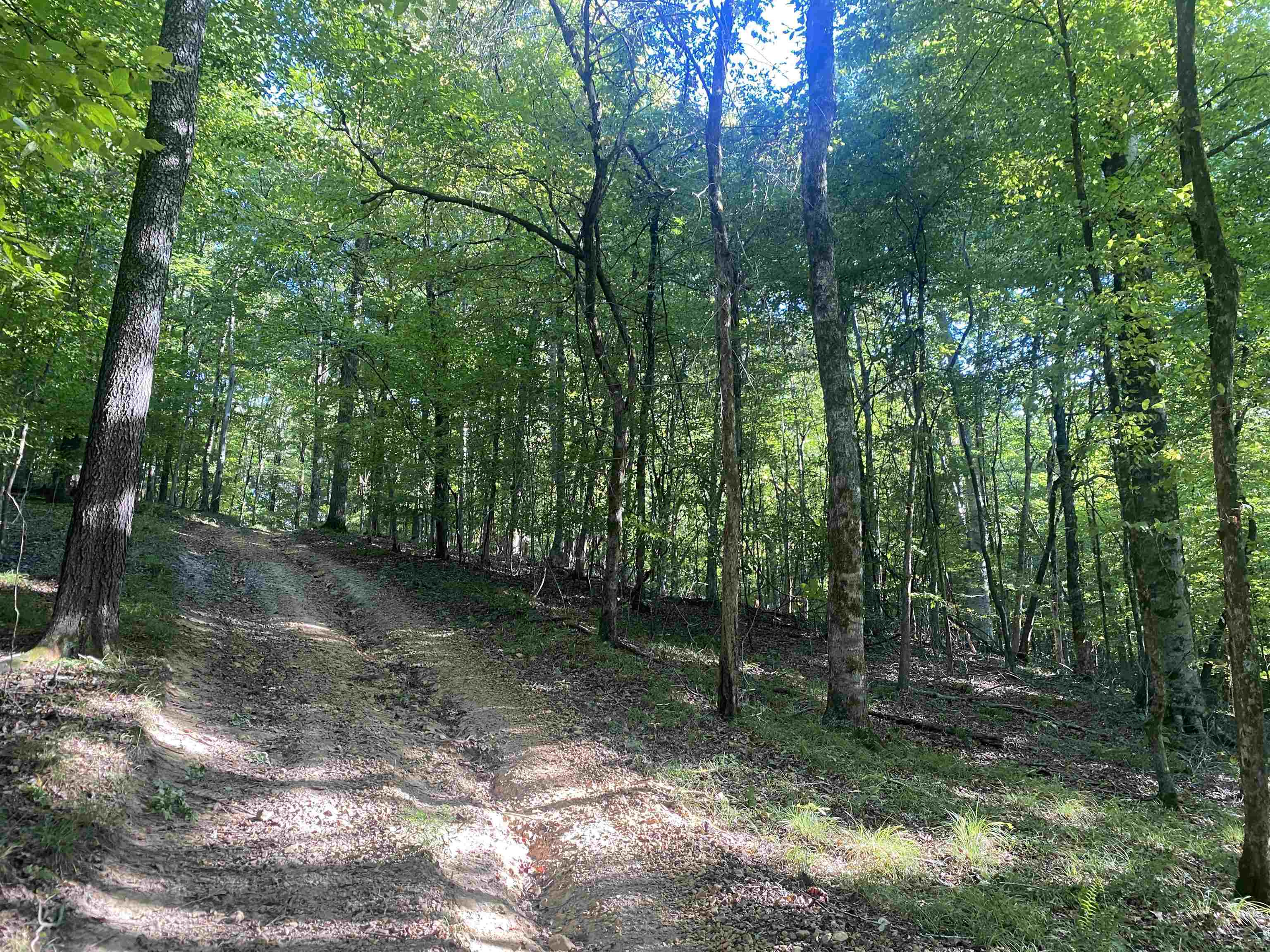 1 Friendship Loop Olivehill, TN 38475 - Photo 6 of 31 a view of a forest with trees in the background