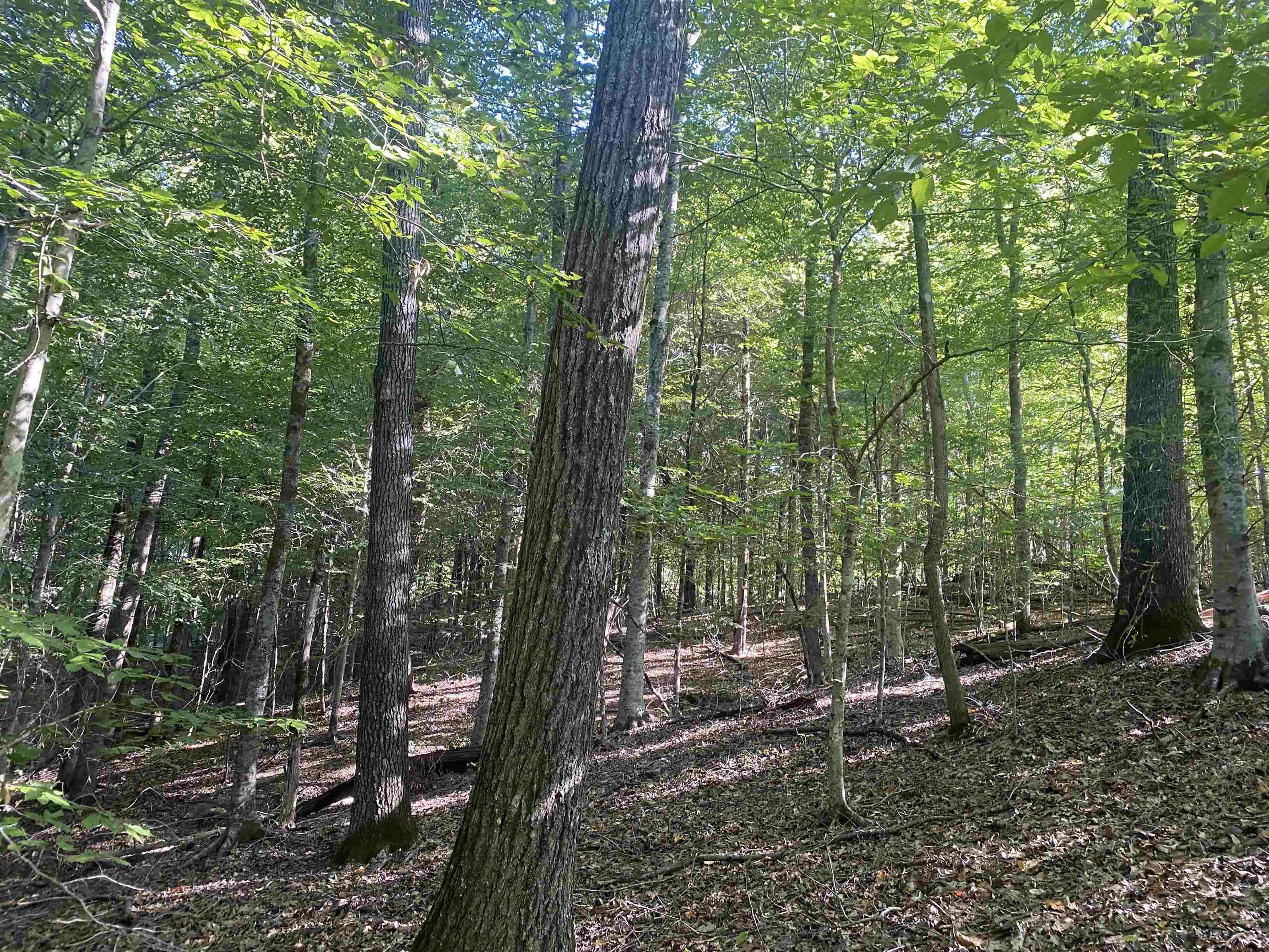 1 Friendship Loop Olivehill, TN 38475 - Photo 7 of 31 a view of forest