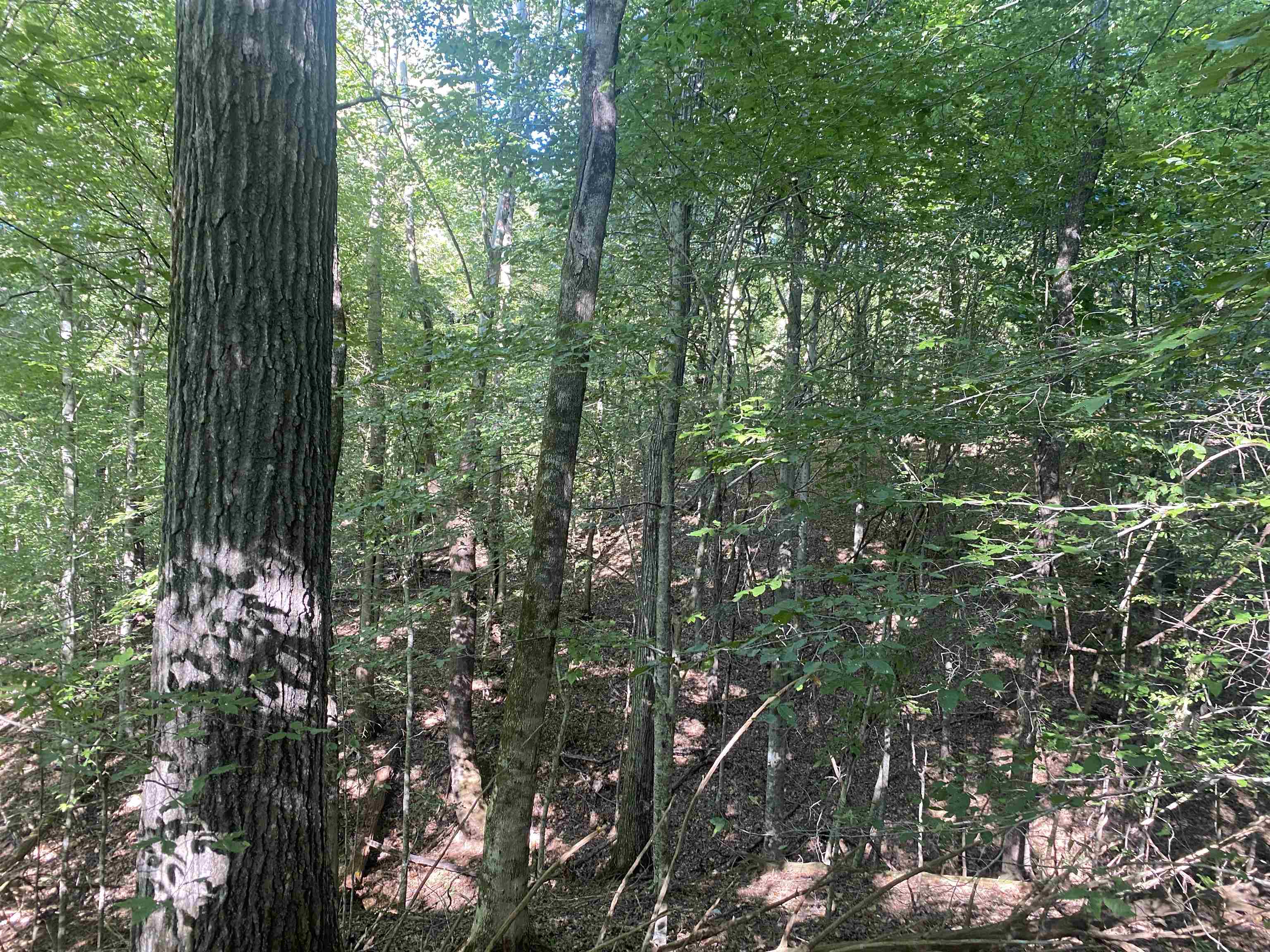 1 Friendship Loop Olivehill, TN 38475 - Photo 8 of 31 a view of forest