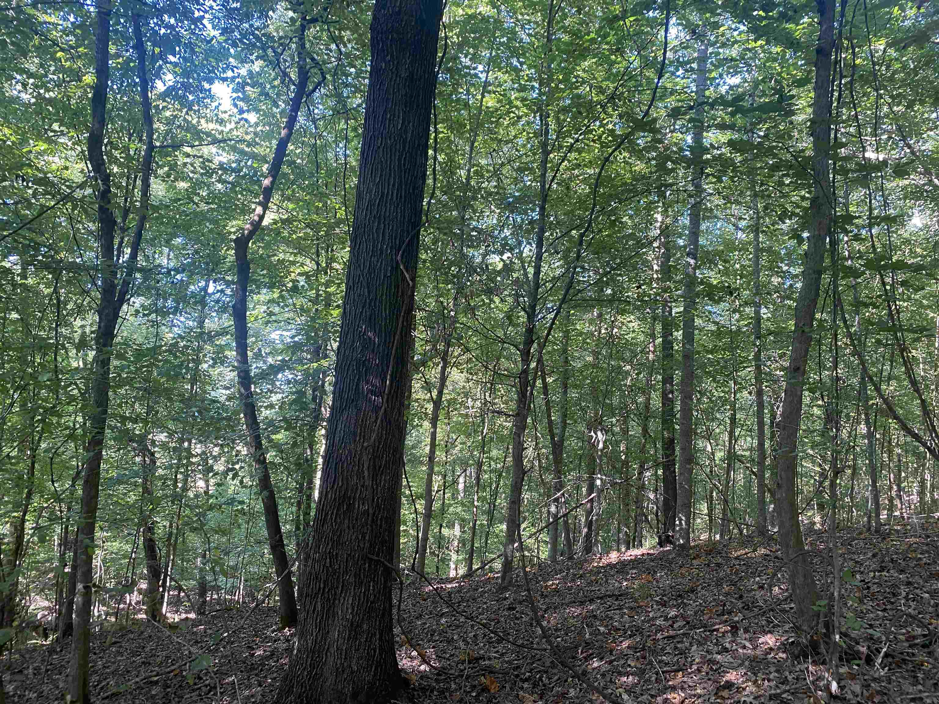 1 Friendship Loop Olivehill, TN 38475 - Photo 9 of 31 a view of outdoor space and green space