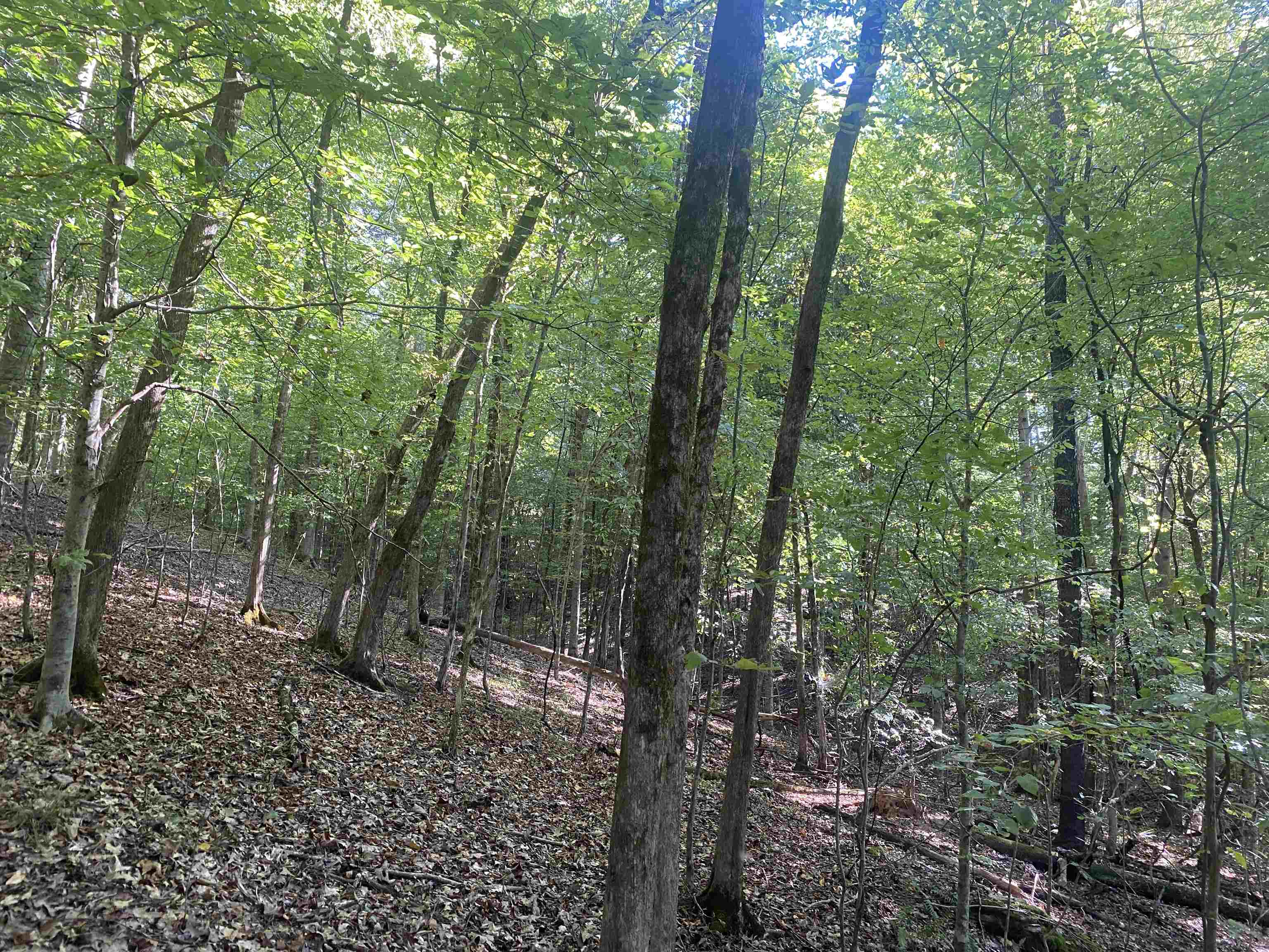 1 Friendship Loop Olivehill, TN 38475 - Photo 10 of 31 a view of a forest that has large trees
