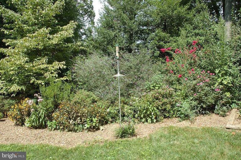11926 Riders Lane Reston, VA 20191 - Photo 21 of 26 Watch the butterflies around the "Butterfly Bush"