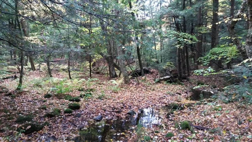 1 Birch Bluff Road Chester, MA 01011 - Photo 10 of 16 a backyard of a house with lots of green space