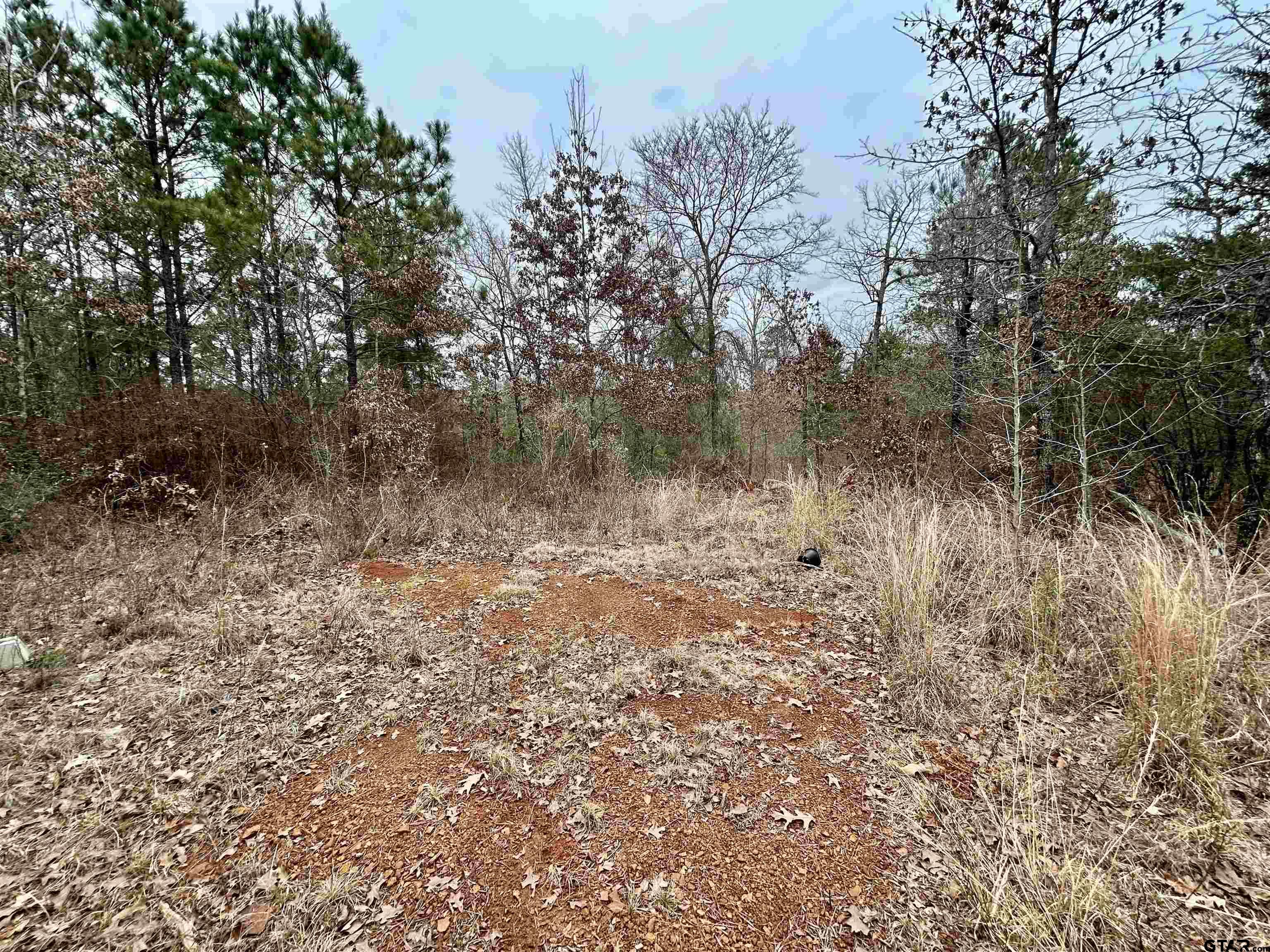 2307 Beasley Road Lone Star, TX 75668 - Photo 3 of 8 a view of a forest with trees in the background